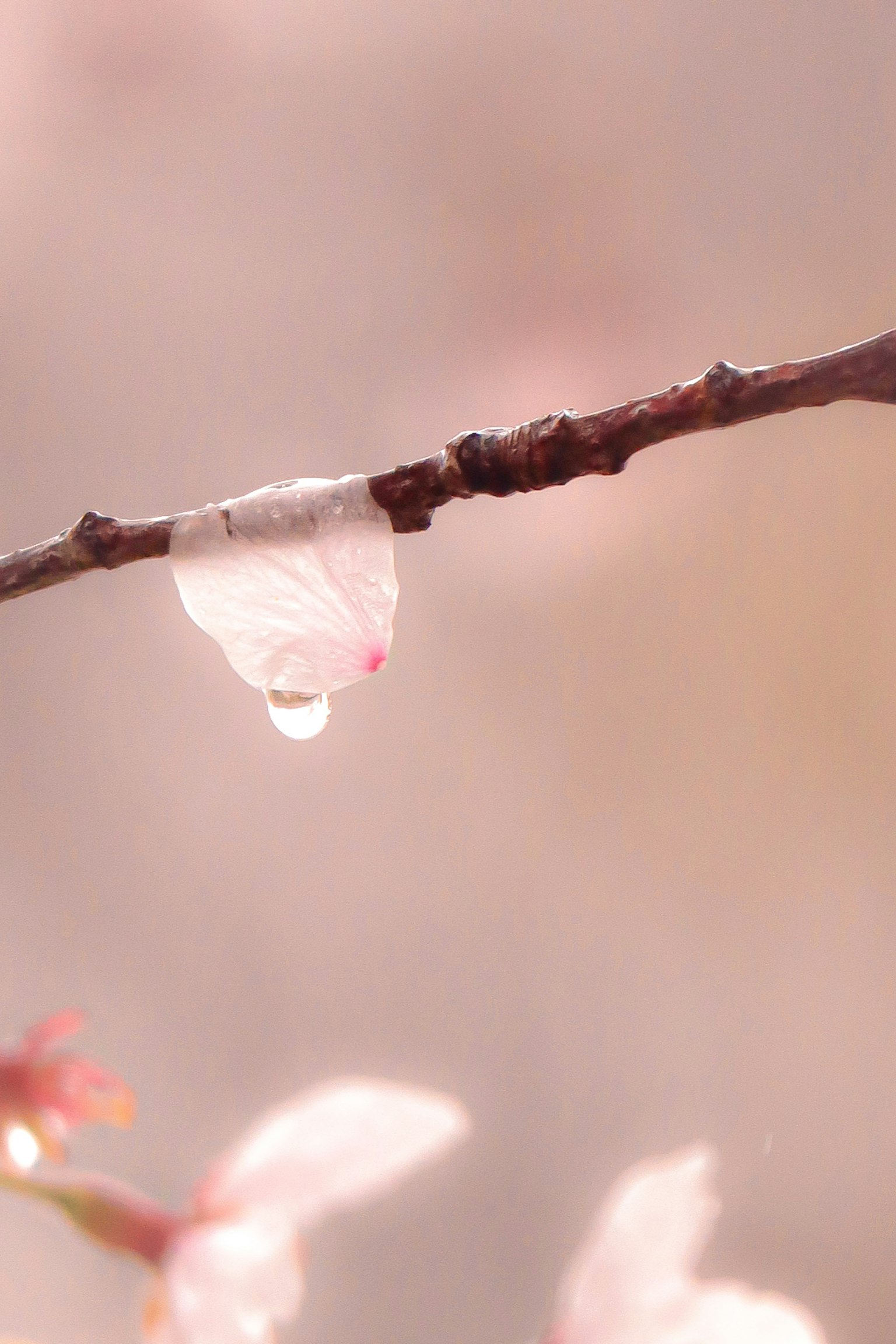 Close-up of a branch with a cherry blossom petal and a water droplet