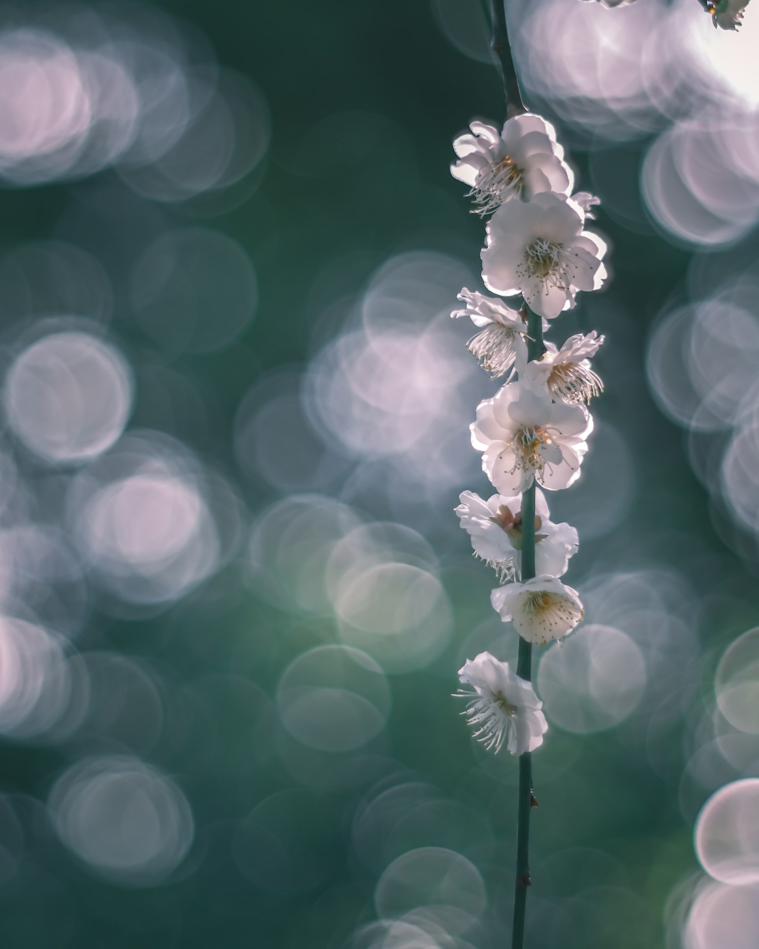 Close-up of a branch with delicate white flowers blurred green background with circular light bokeh