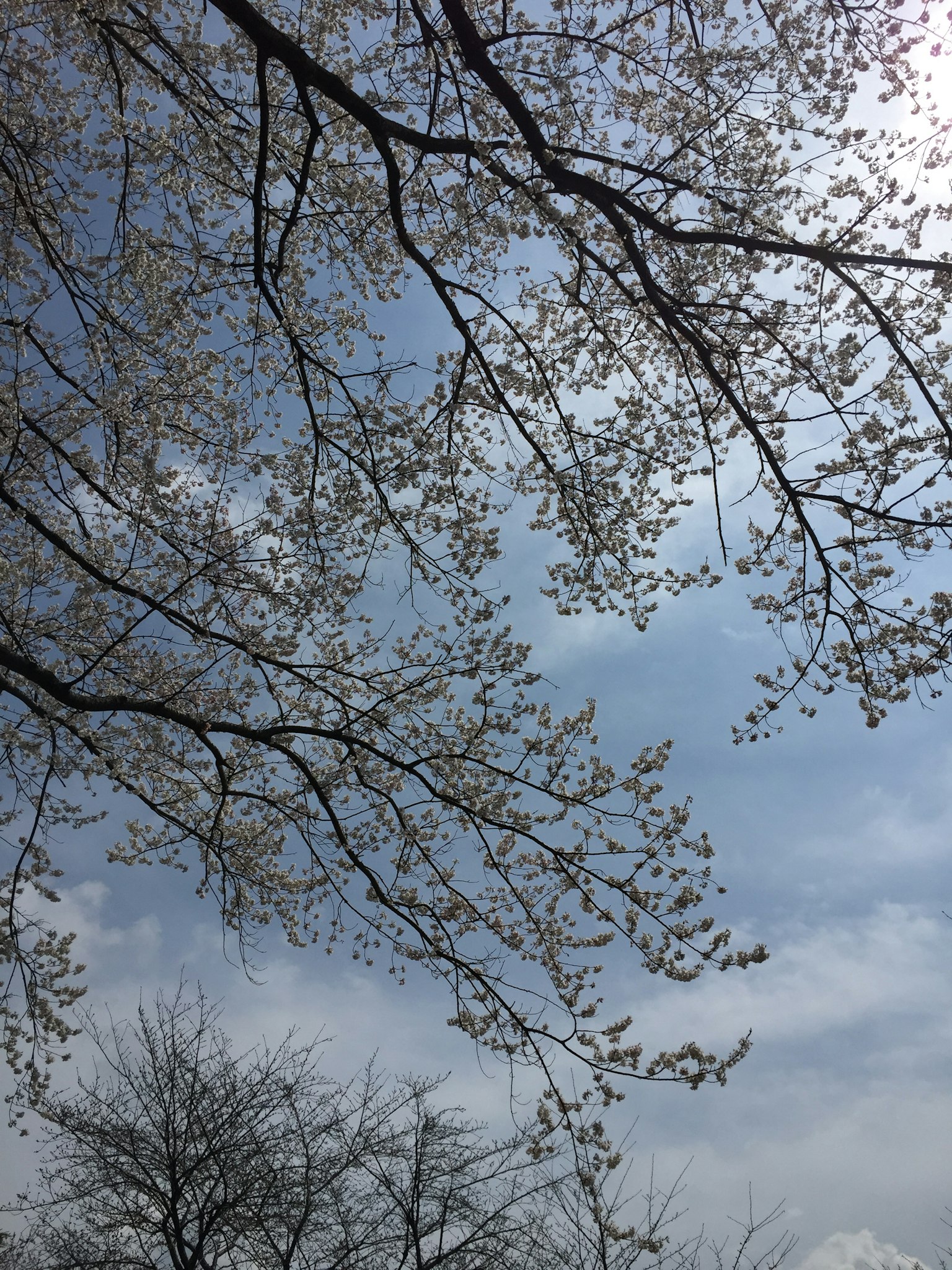 Kirschblüten und Äste vor blauem Himmel