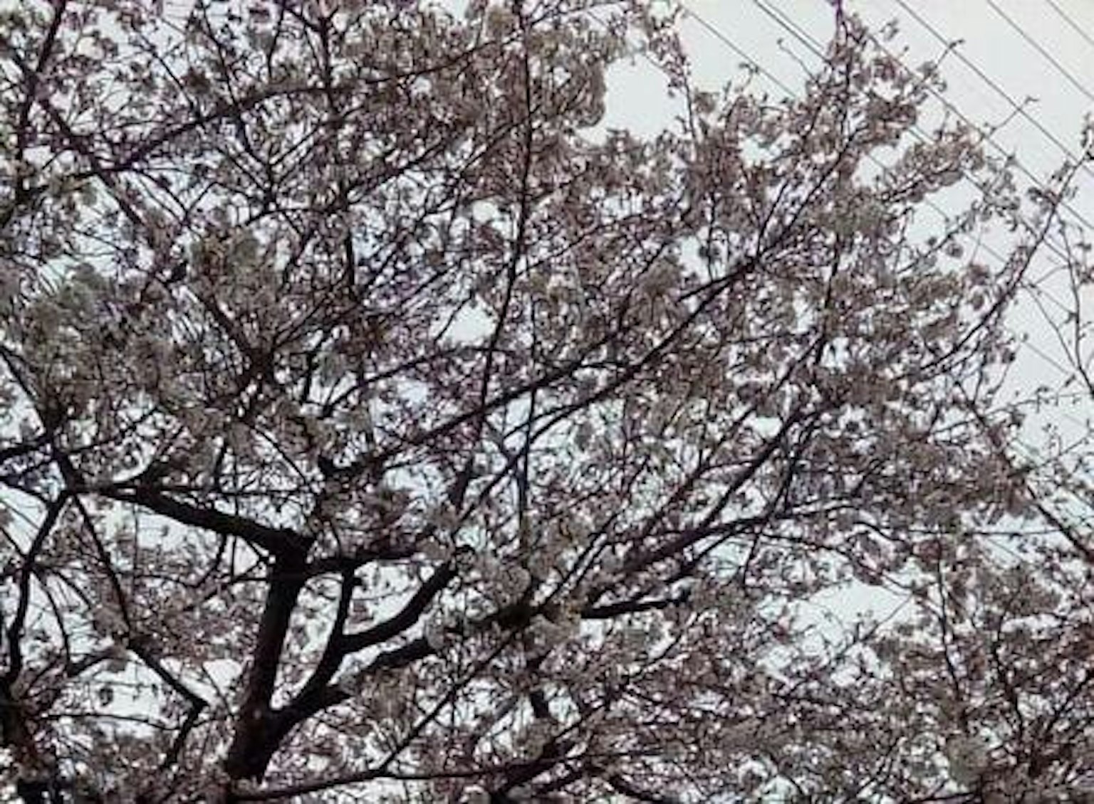 樱花树枝特写，盛开的花朵