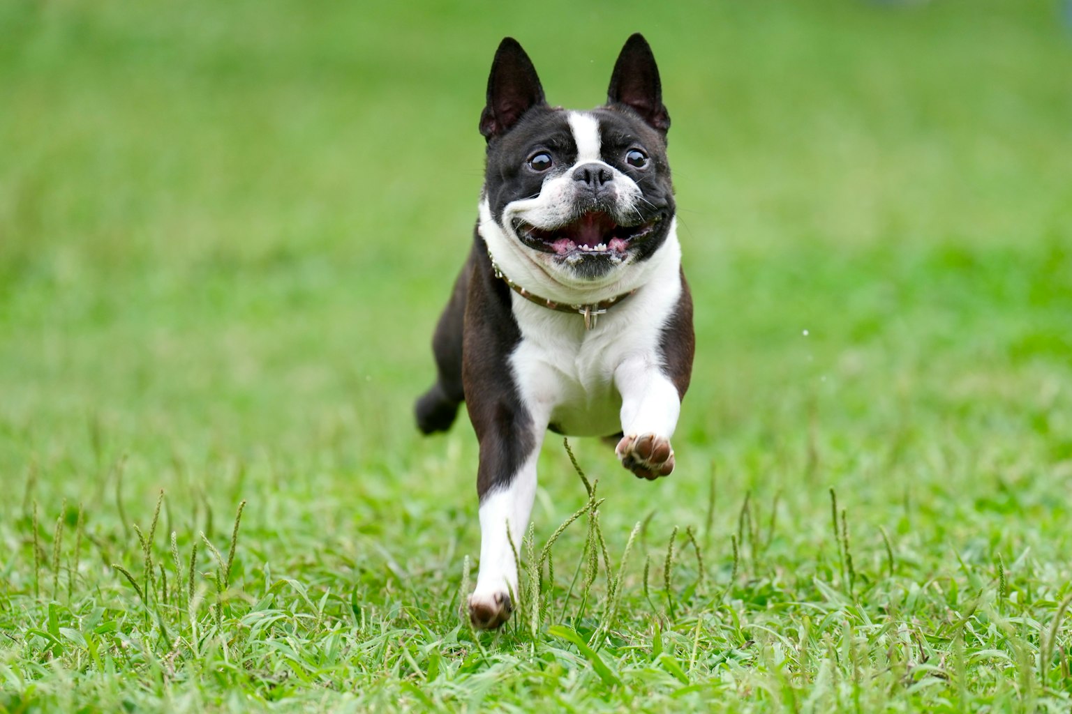 Cane Boston Terrier che corre energicamente sull'erba verde