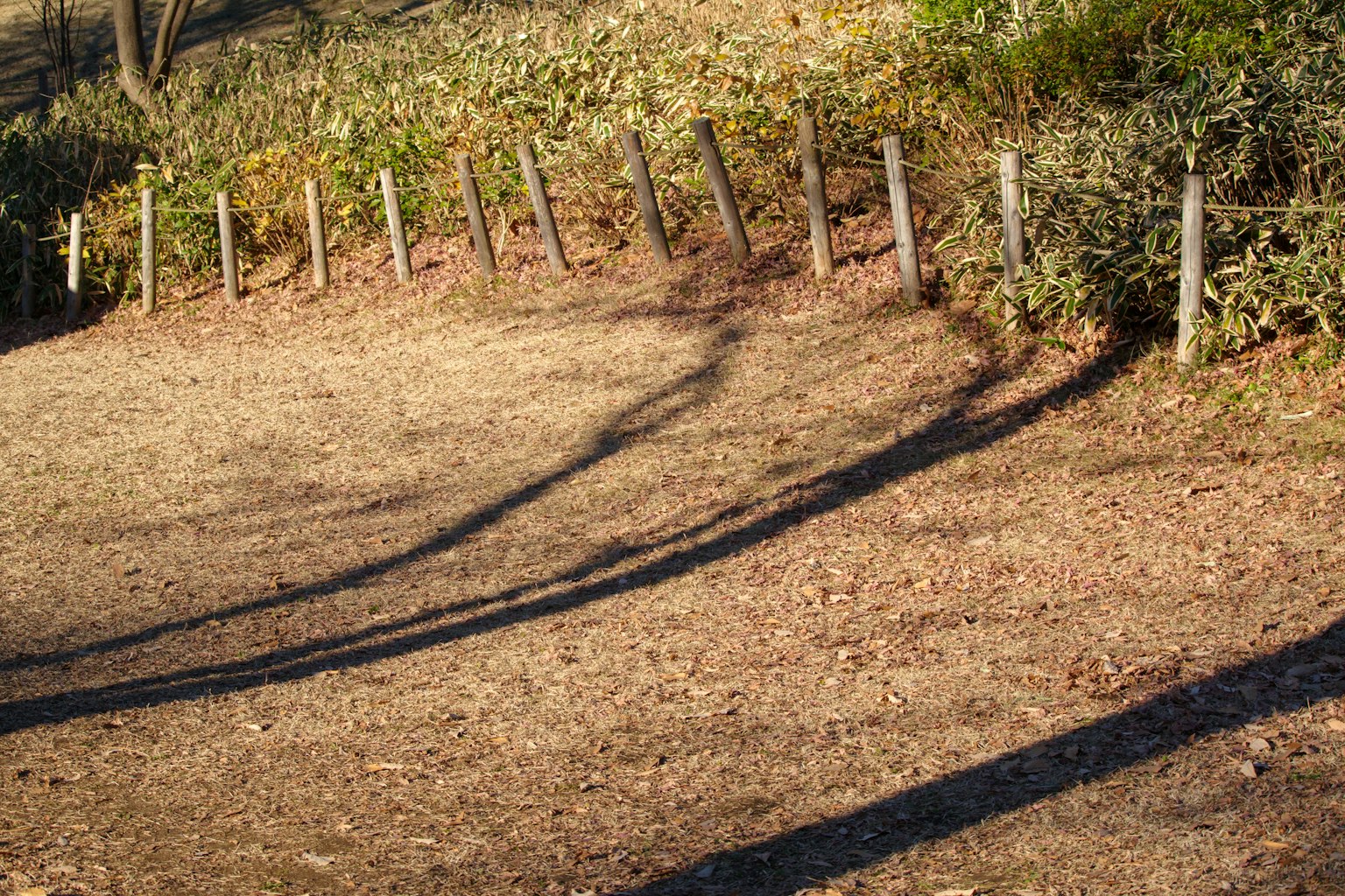 Shadows of trees and a fence along a grassy area