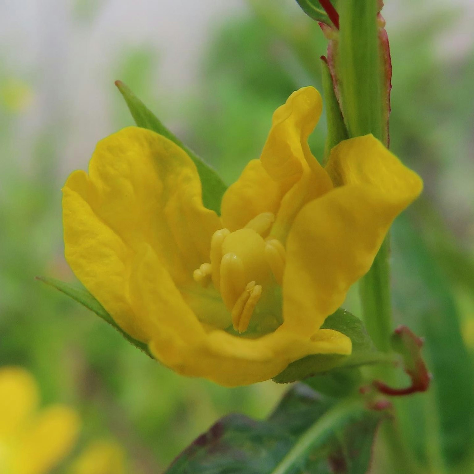 Gros plan d'une fleur jaune vif entourée de feuilles vertes