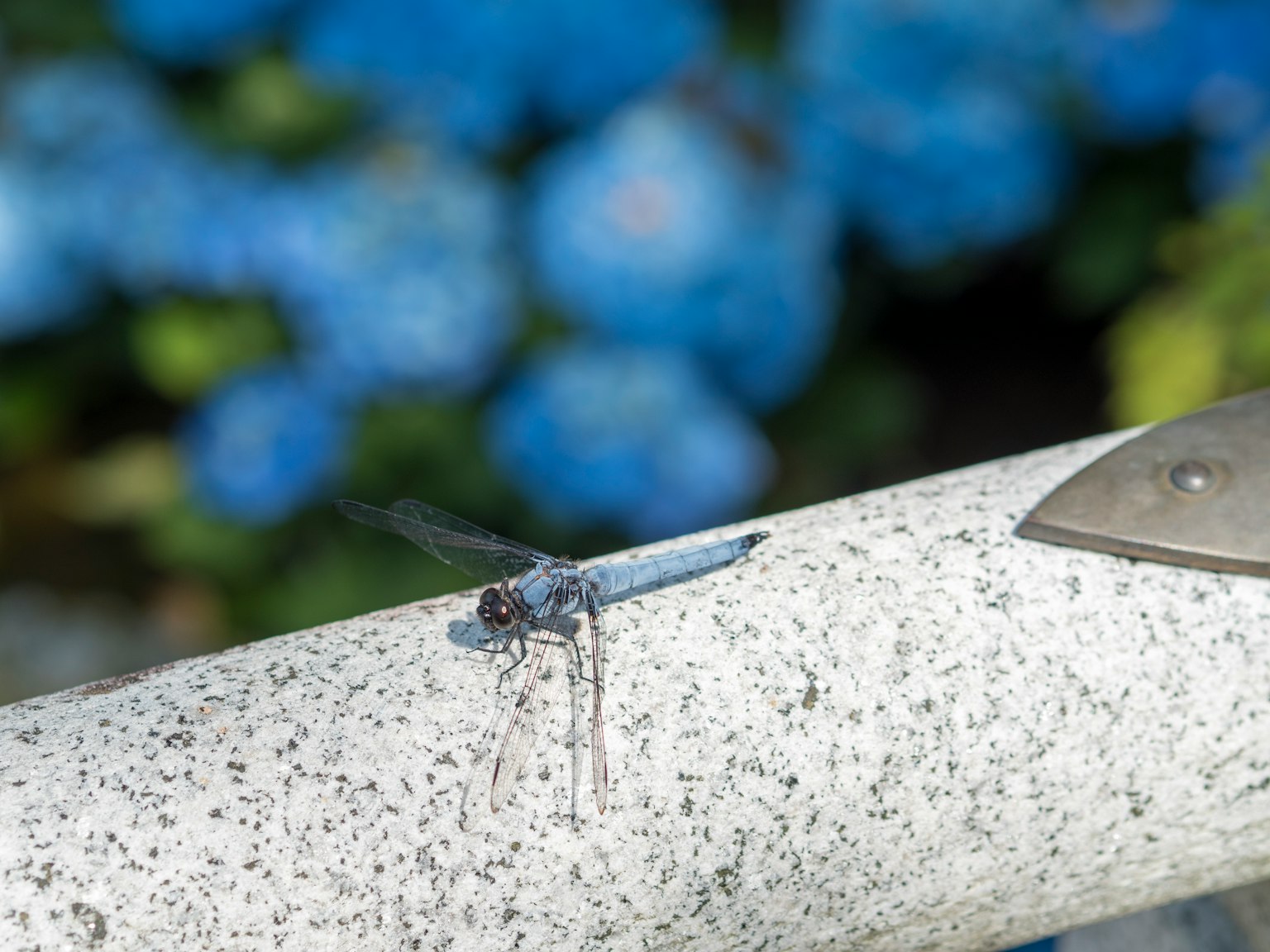 Un insecte mince reposant sur une tige métallique avec des fleurs bleues en arrière-plan