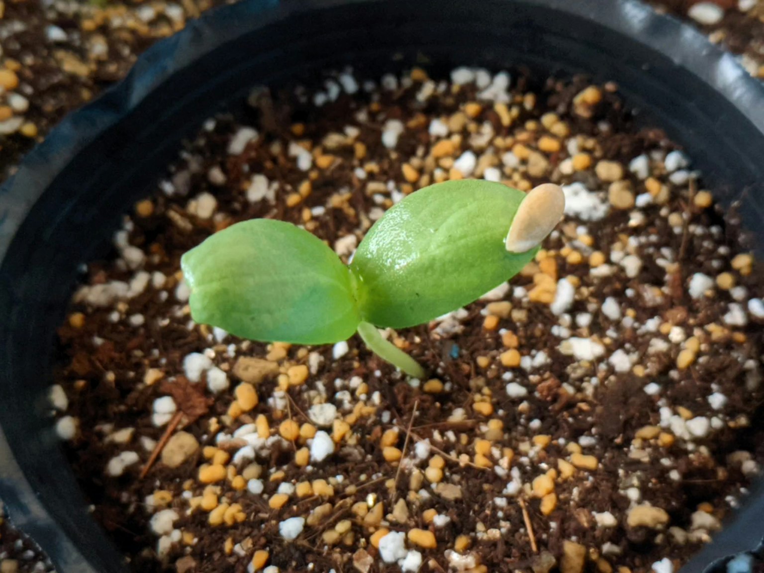 Une petite pousse de plante émergeant du sol dans un pot