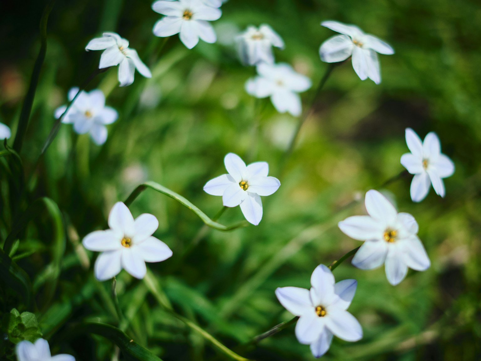 Un gruppo di piccoli fiori bianchi che sbocciano tra l'erba verde lussureggiante