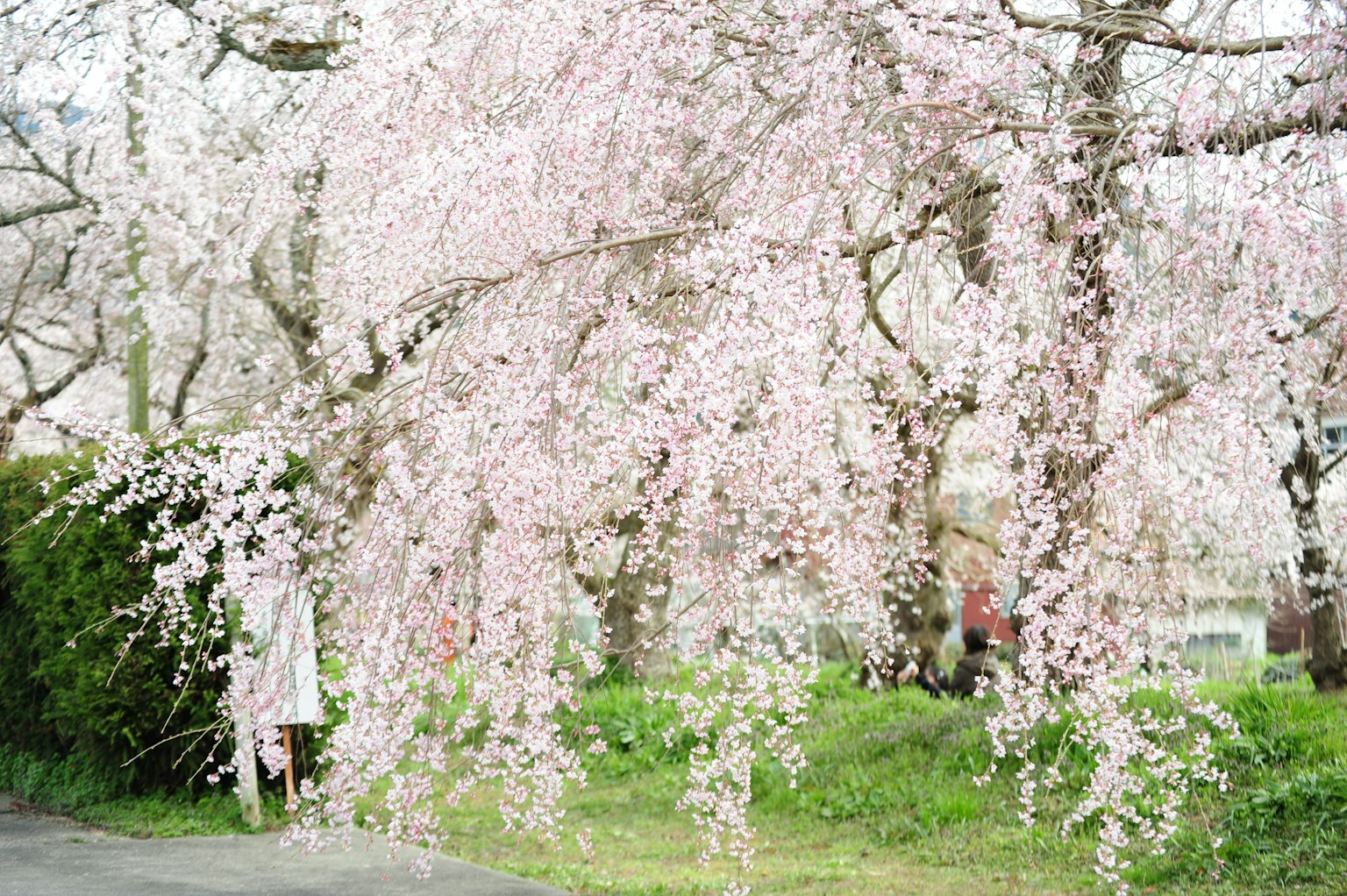 A person standing under a blooming cherry blossom tree