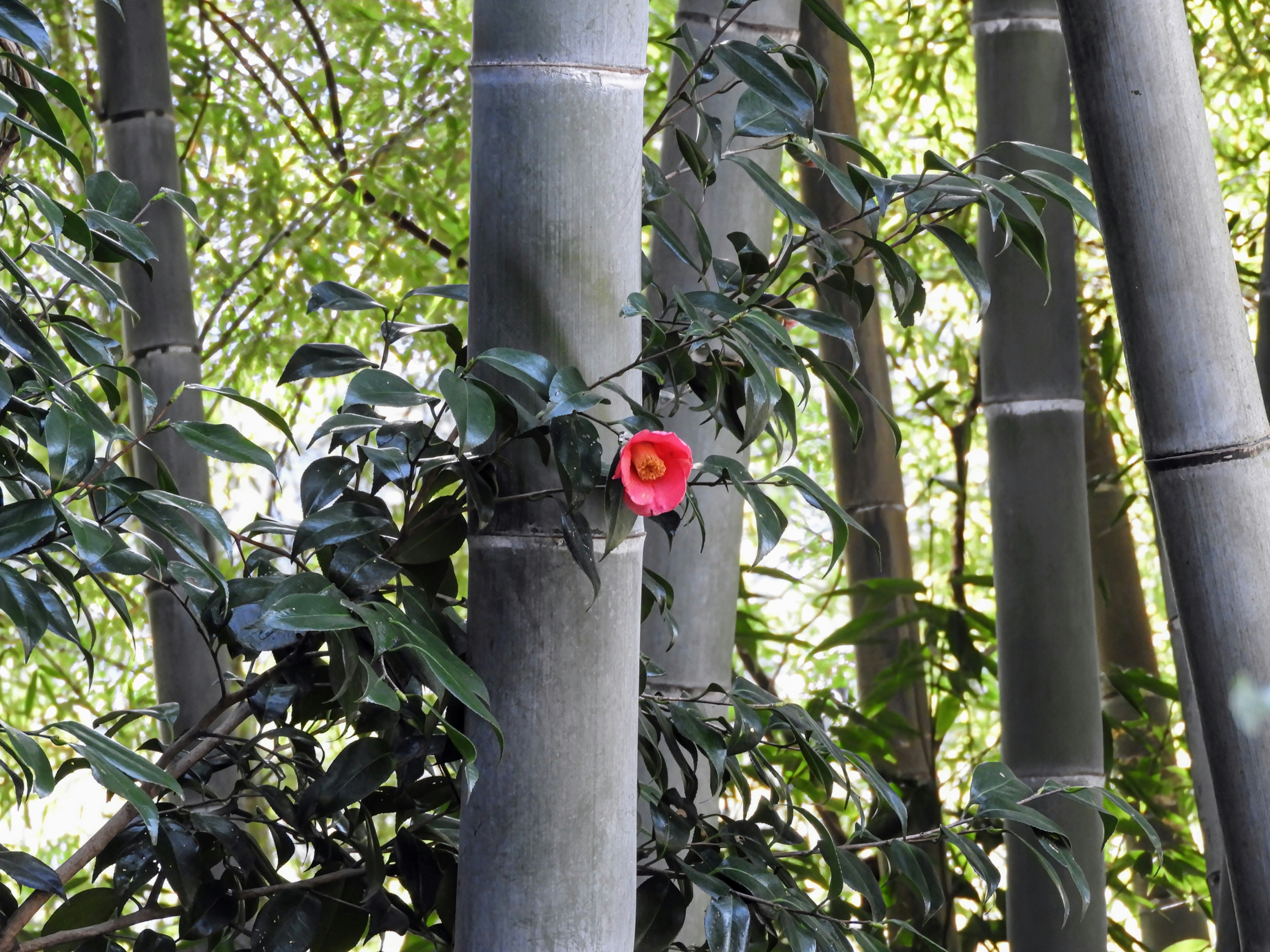 竹林の中で咲く赤い椿の花と竹の幹
