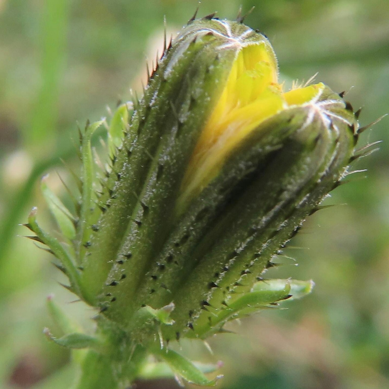 Immagine in primo piano di un bocciolo con petali gialli
