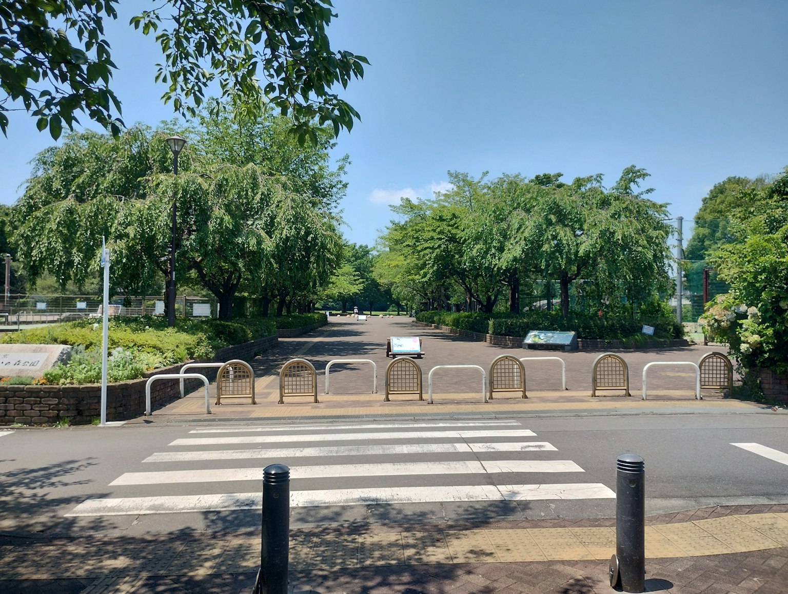 Zebrastreifen in einem Park mit üppigen grünen Bäumen
