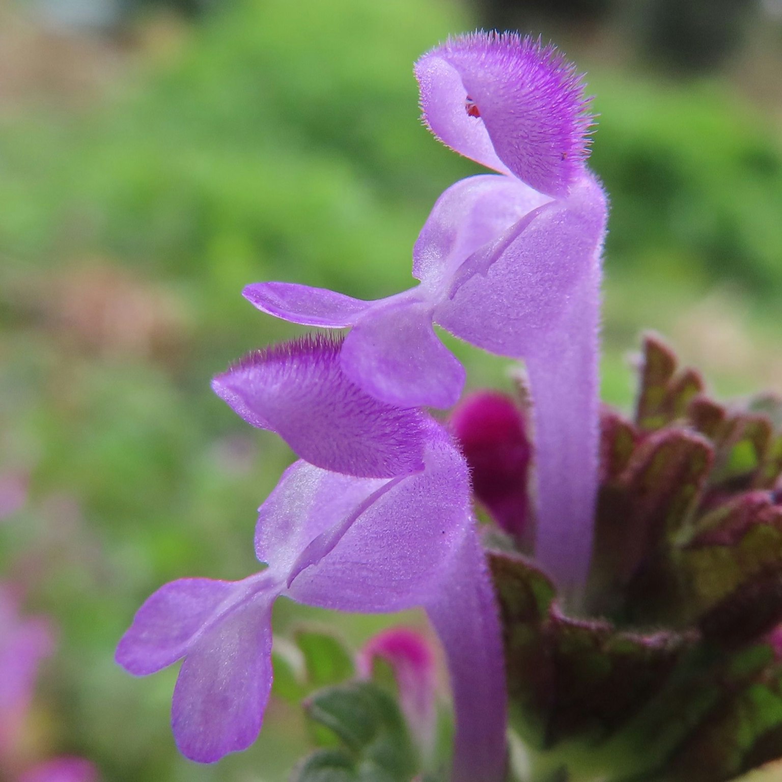 Close-up of vibrant purple flowers on a plant
