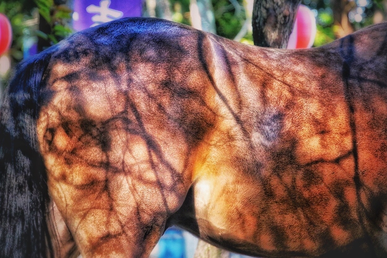 木の枝の影が映り込んだ馬の胴体