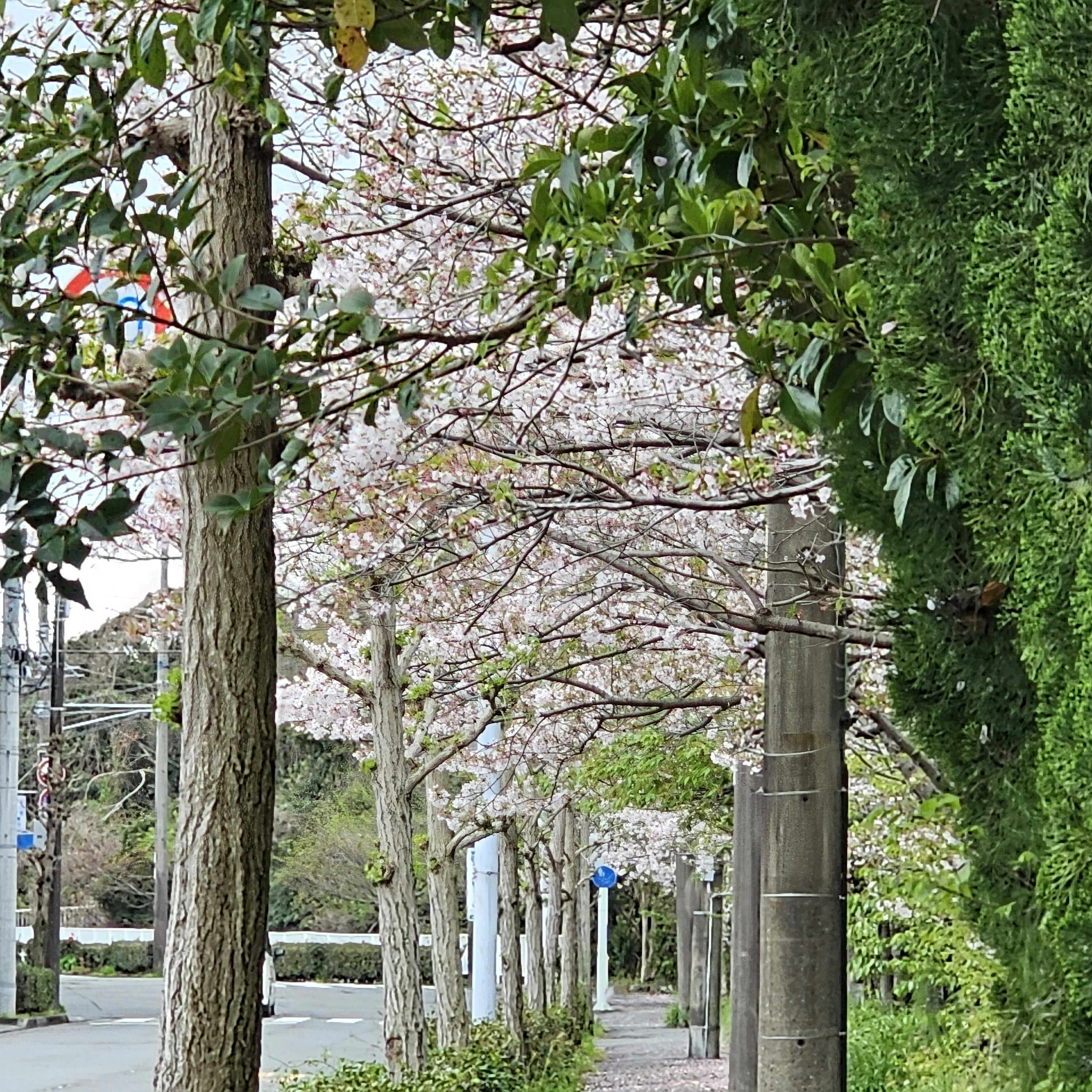 桜並木の散歩道