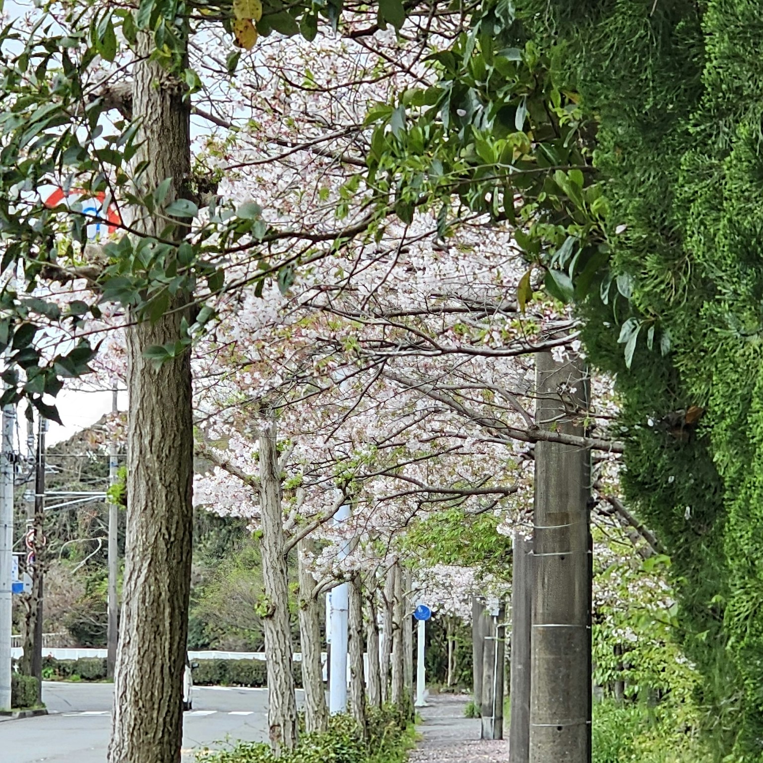 Sendero arbolado con cerezos en flor