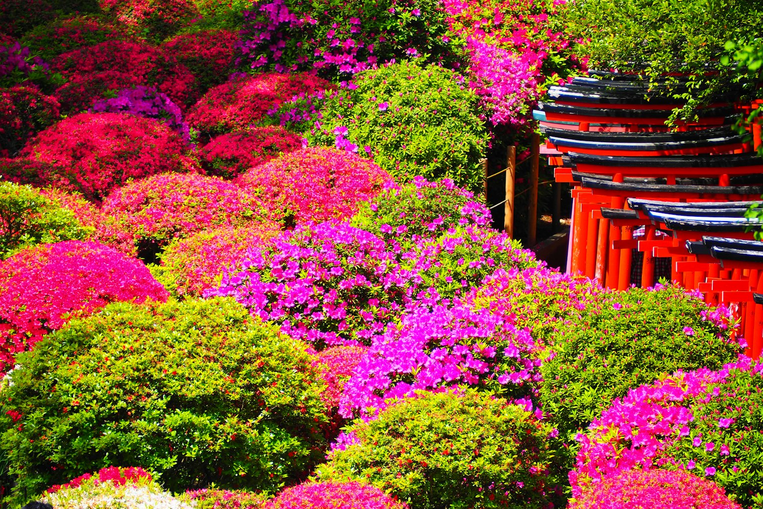 Vibrant garden filled with colorful azaleas and a traditional red structure