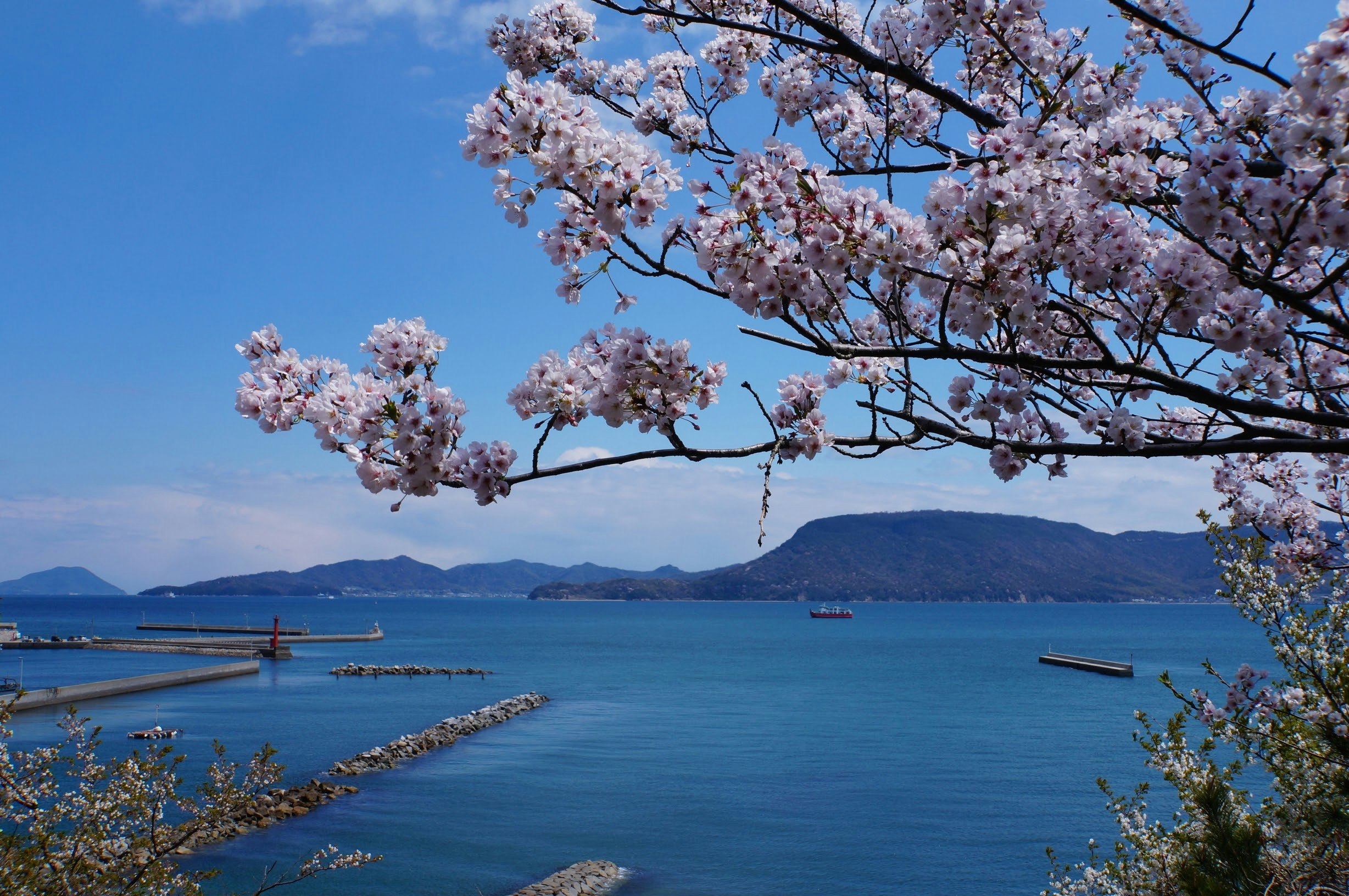 桜の花と海辺の湾、遠くに山並みが広がる景色