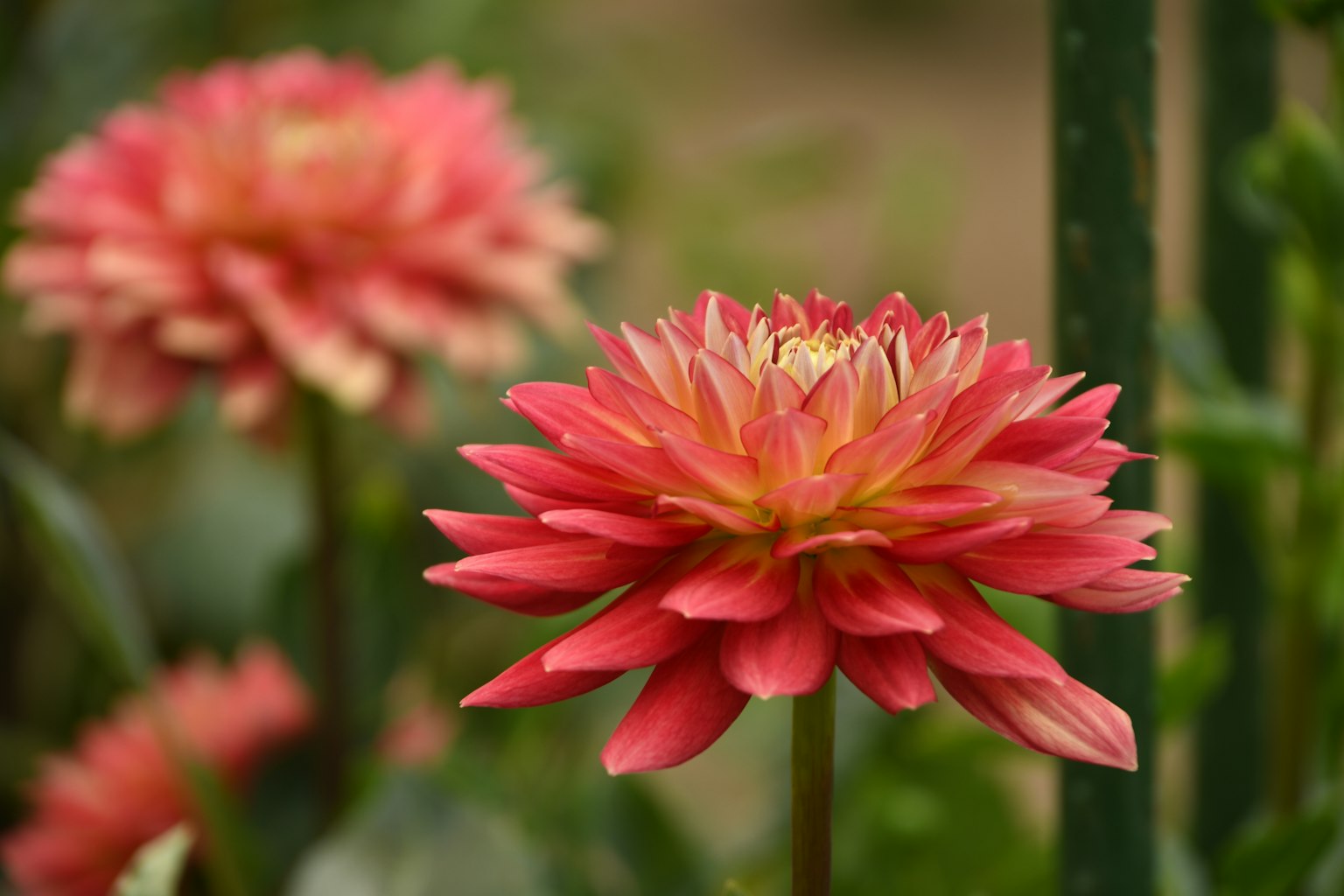 Vibrant red flowers blooming in a garden setting