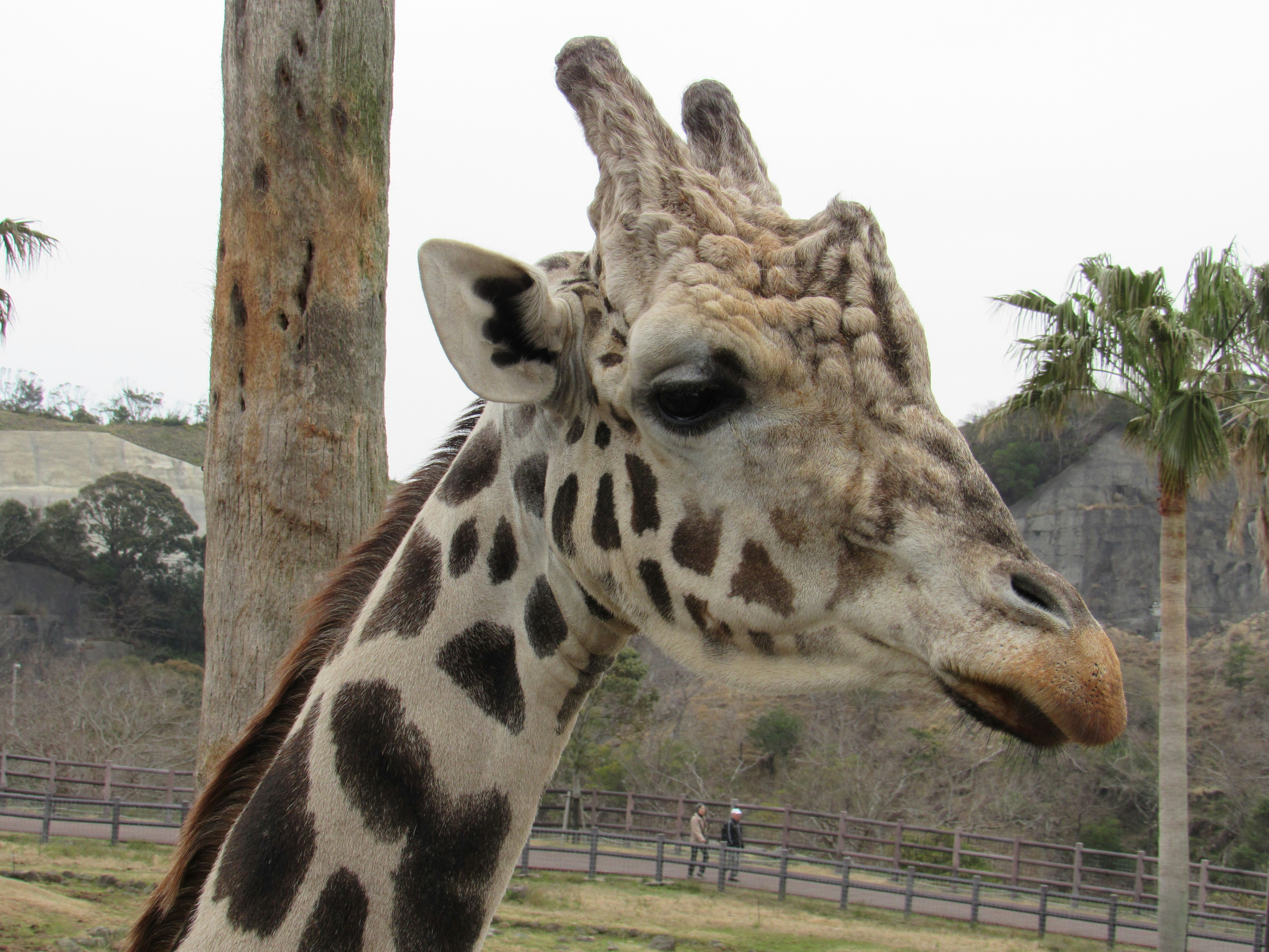 動物園のキリンが木のそばで見上げる