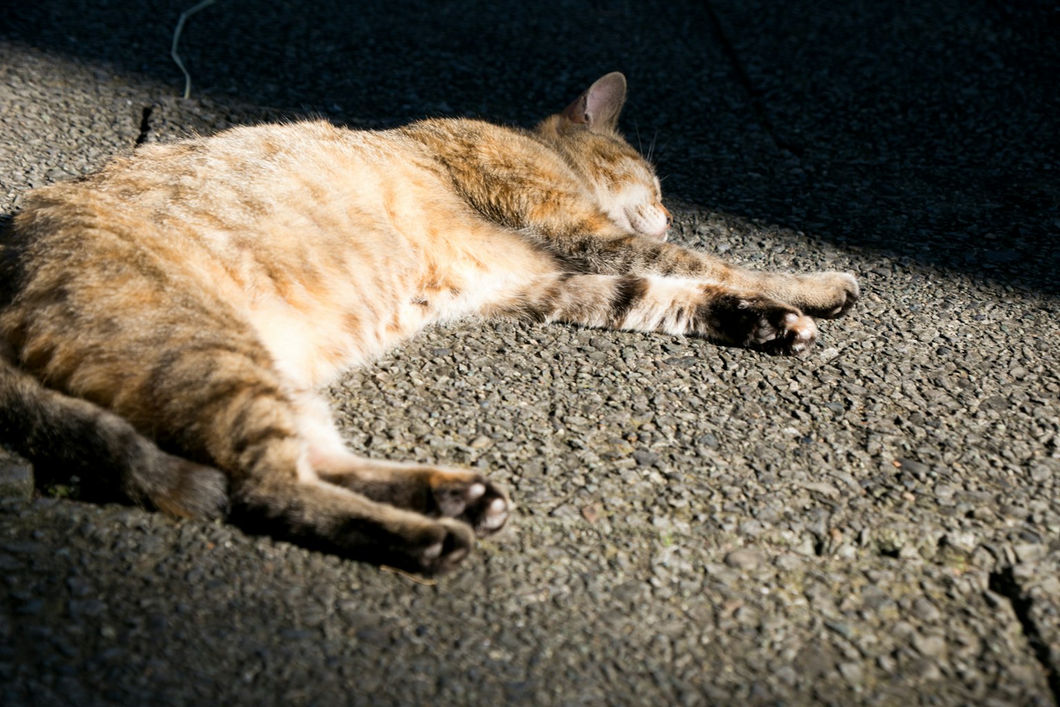 Un gatto marrone sdraiato al sole su una superficie di cemento