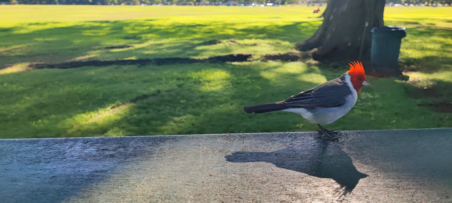 Burung yang berjalan di taman dengan kepala merah cerah