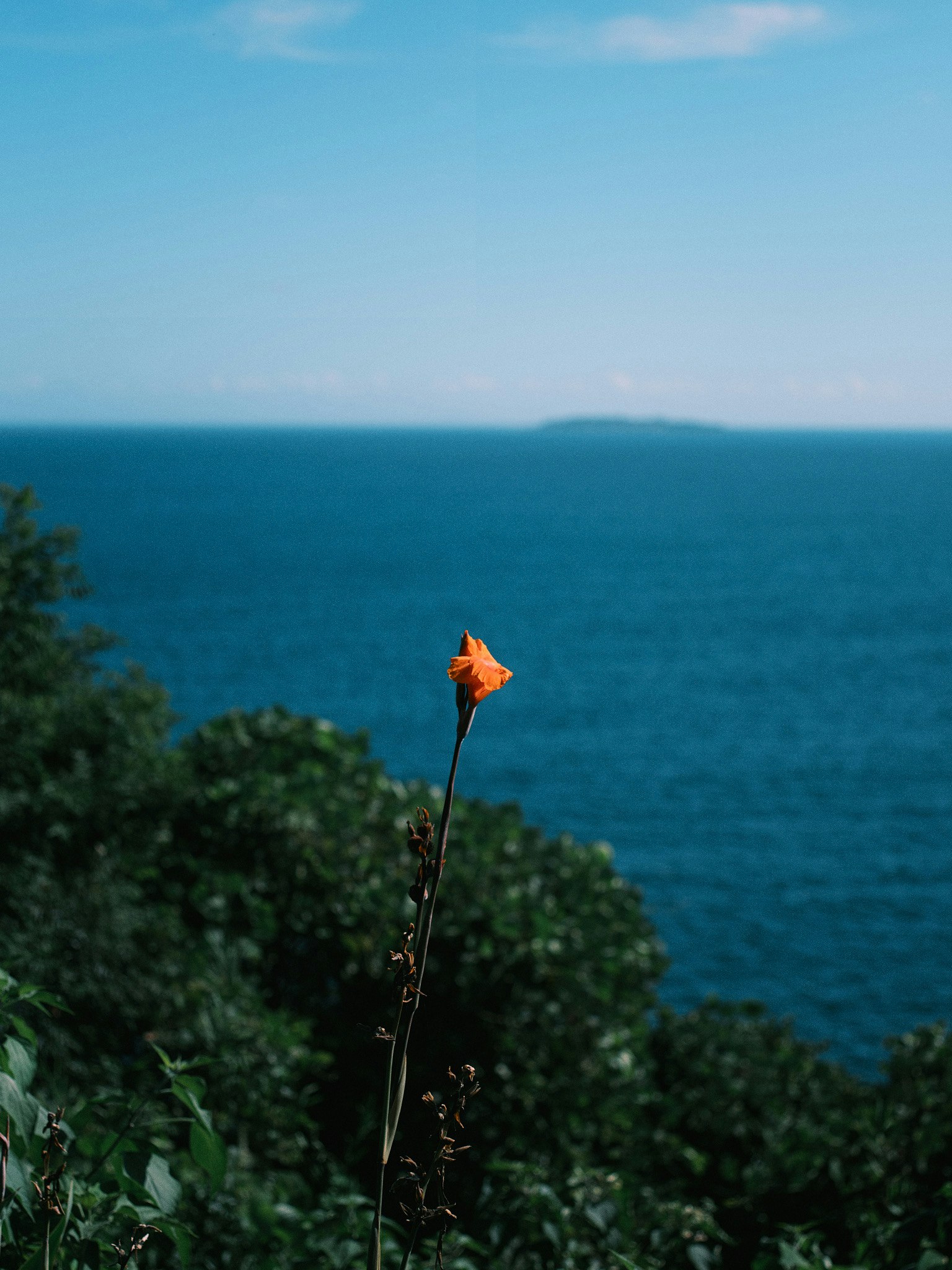 Une fleur orange vive devant un arrière-plan de mer bleue