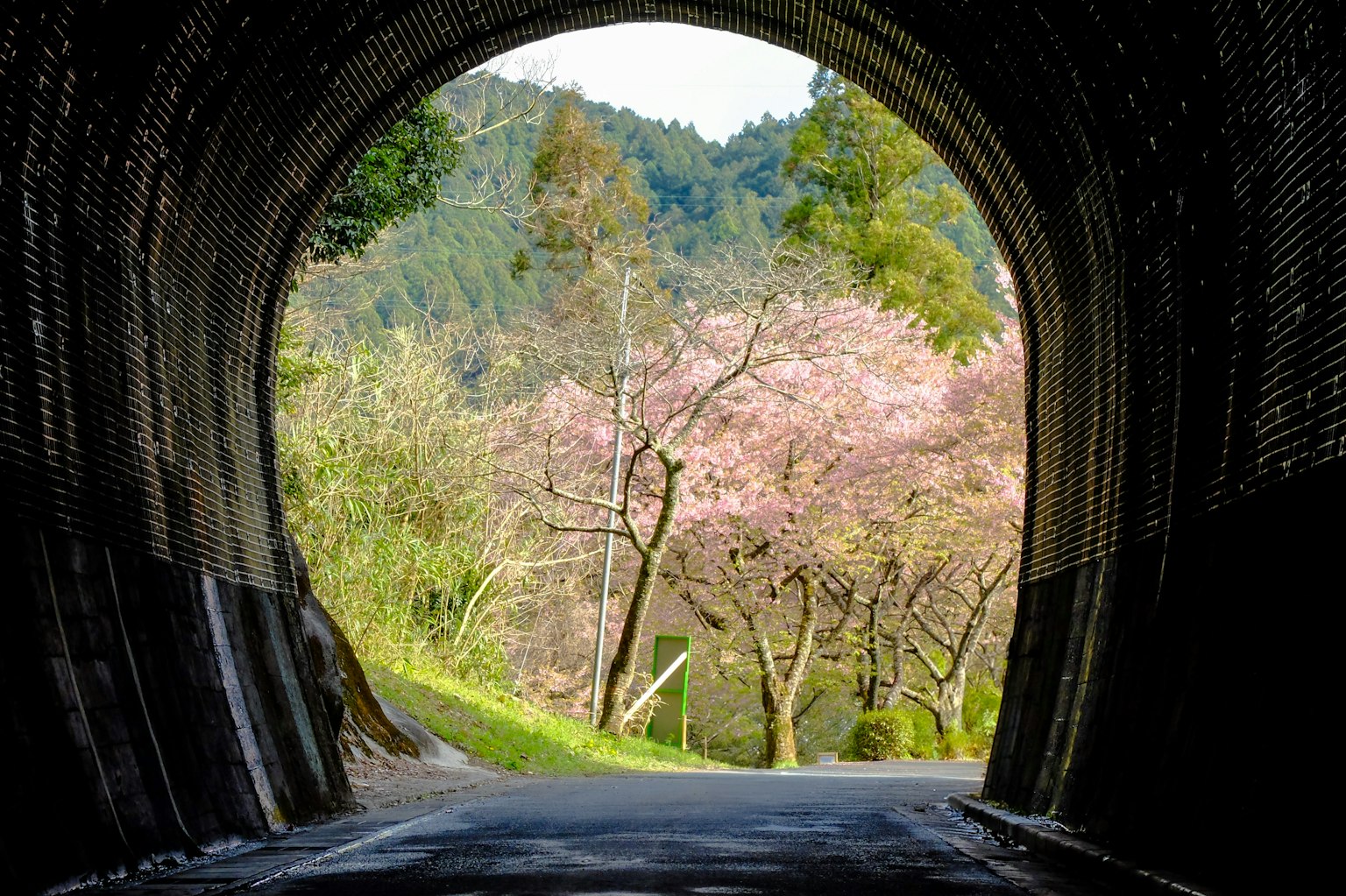 トンネルの内部から見た桜の木と緑の風景