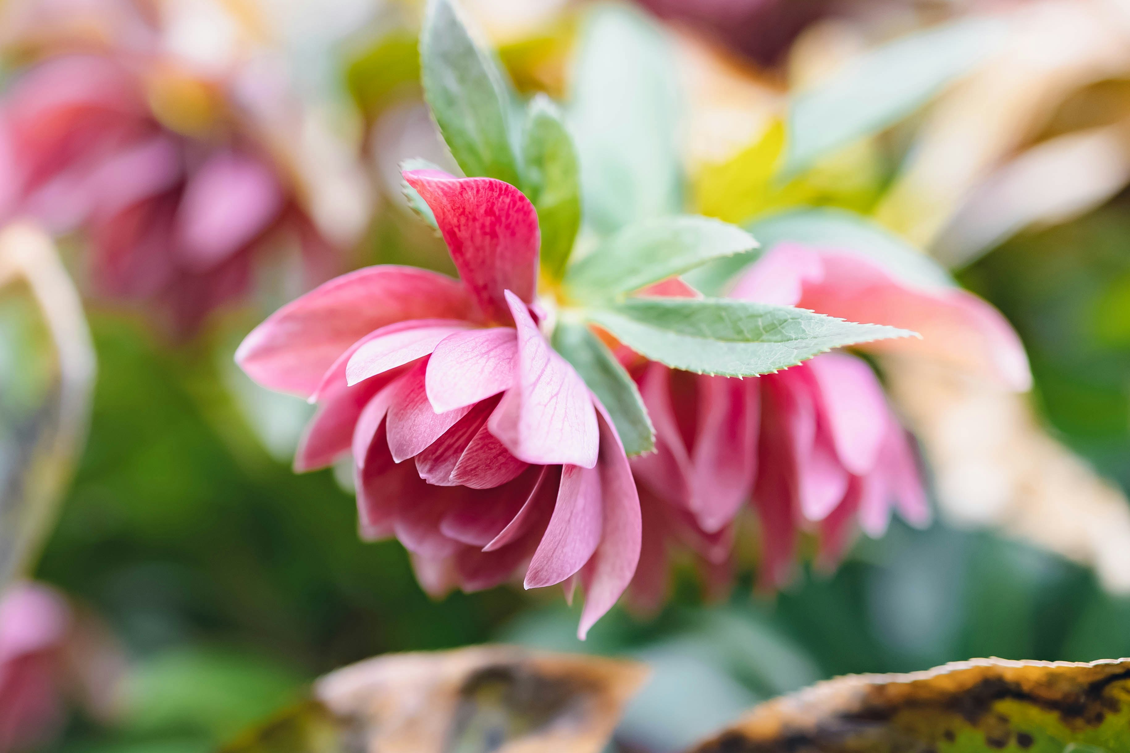庭のクリスマスローズの花のアップ
