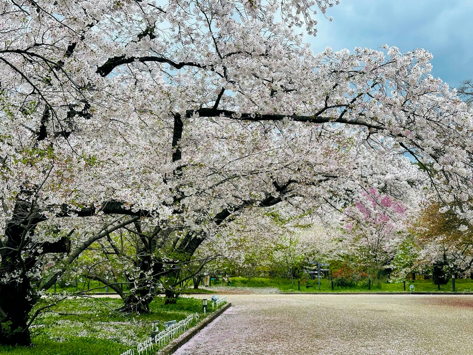 A view of cherry blossom trees in full bloom in a park