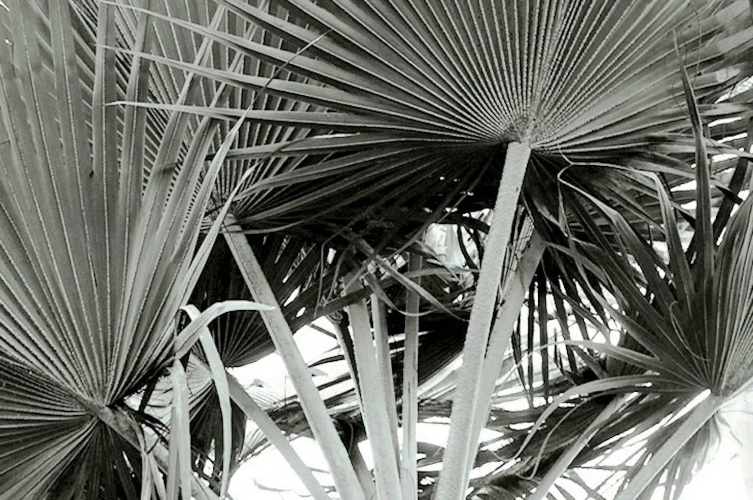Feuilles de palmier se chevauchant en noir et blanc