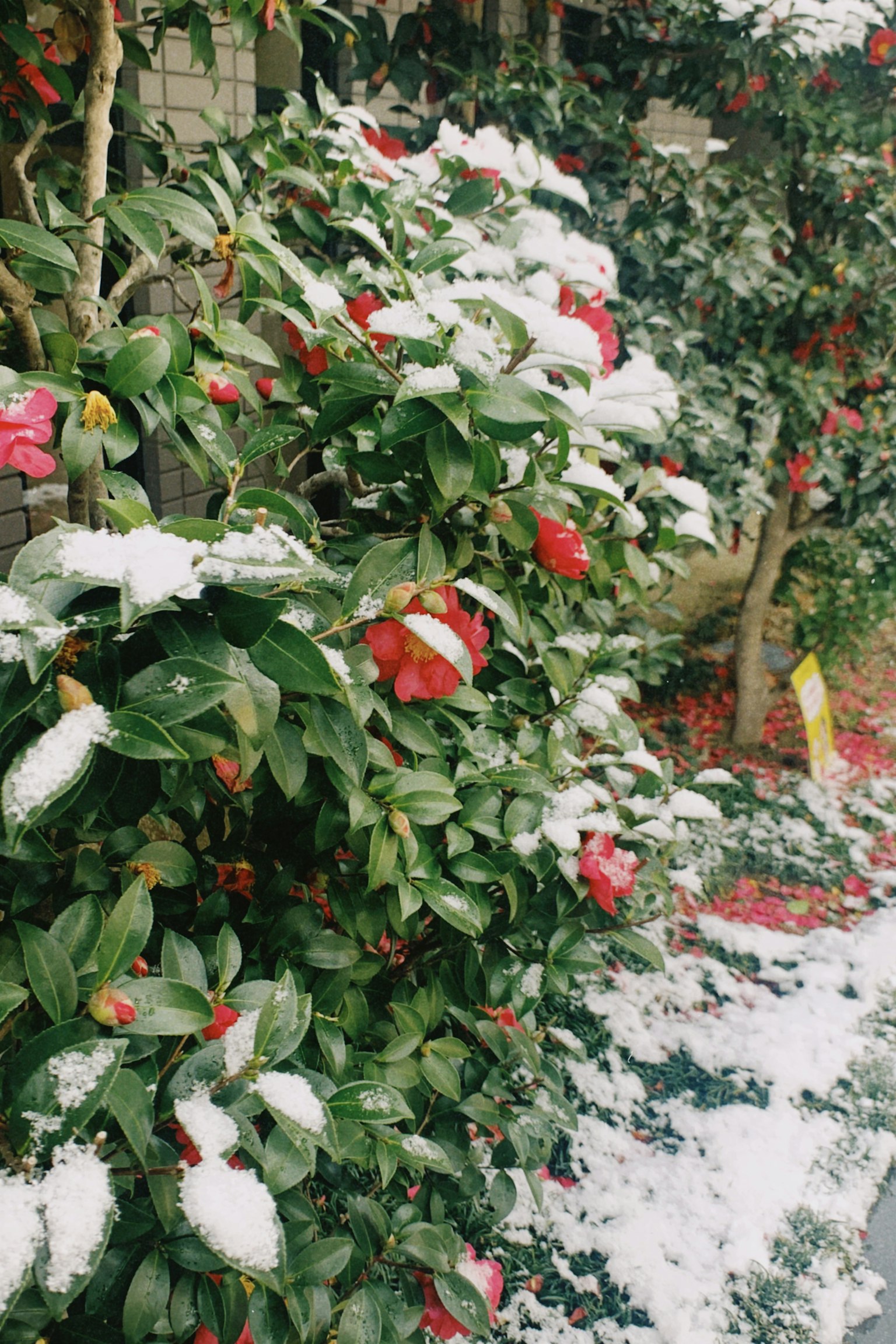 Fiori rossi coperti di neve su un cespuglio verde