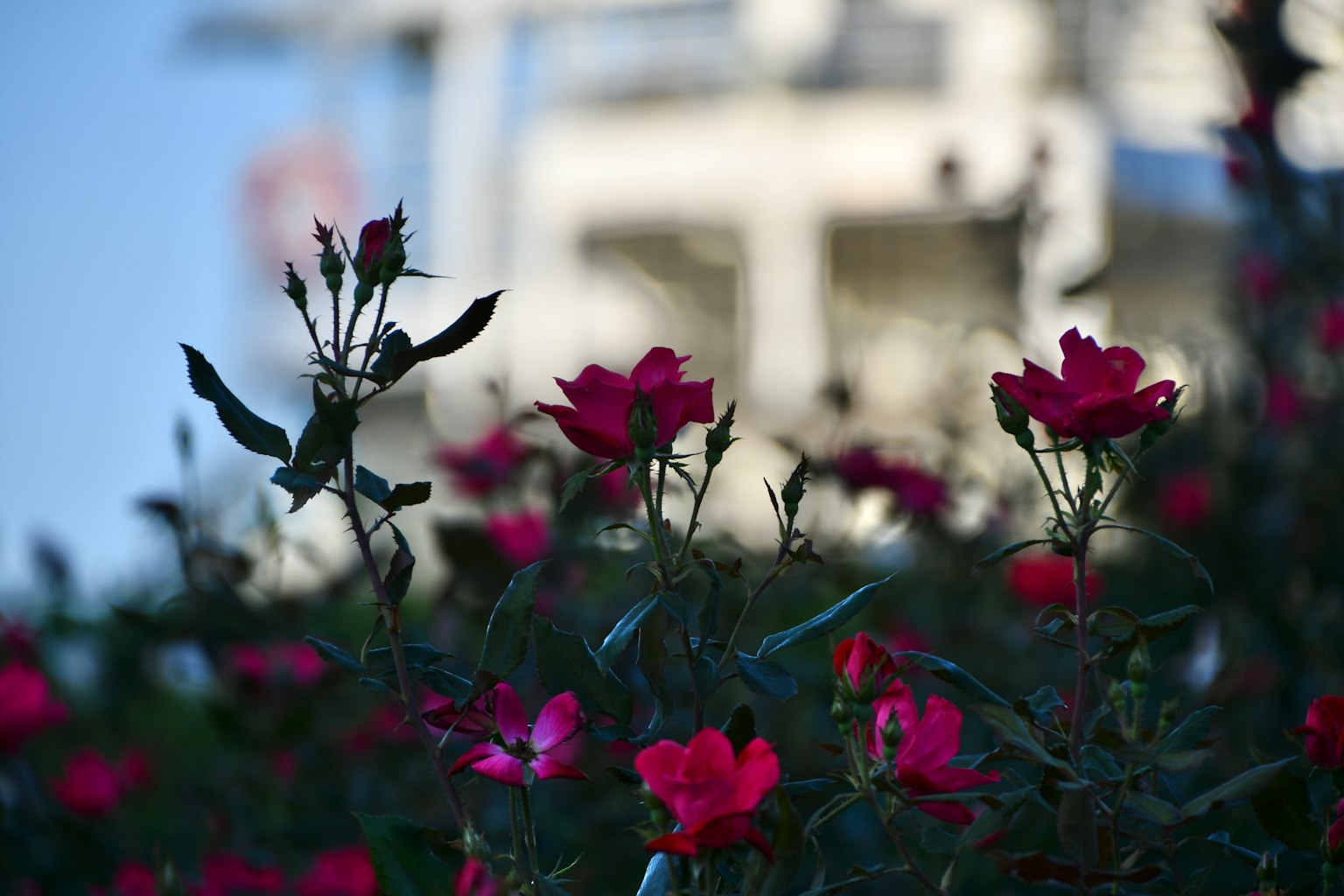 Schöne rosa Rosen blühen mit einem unscharfen Gebäude im Hintergrund