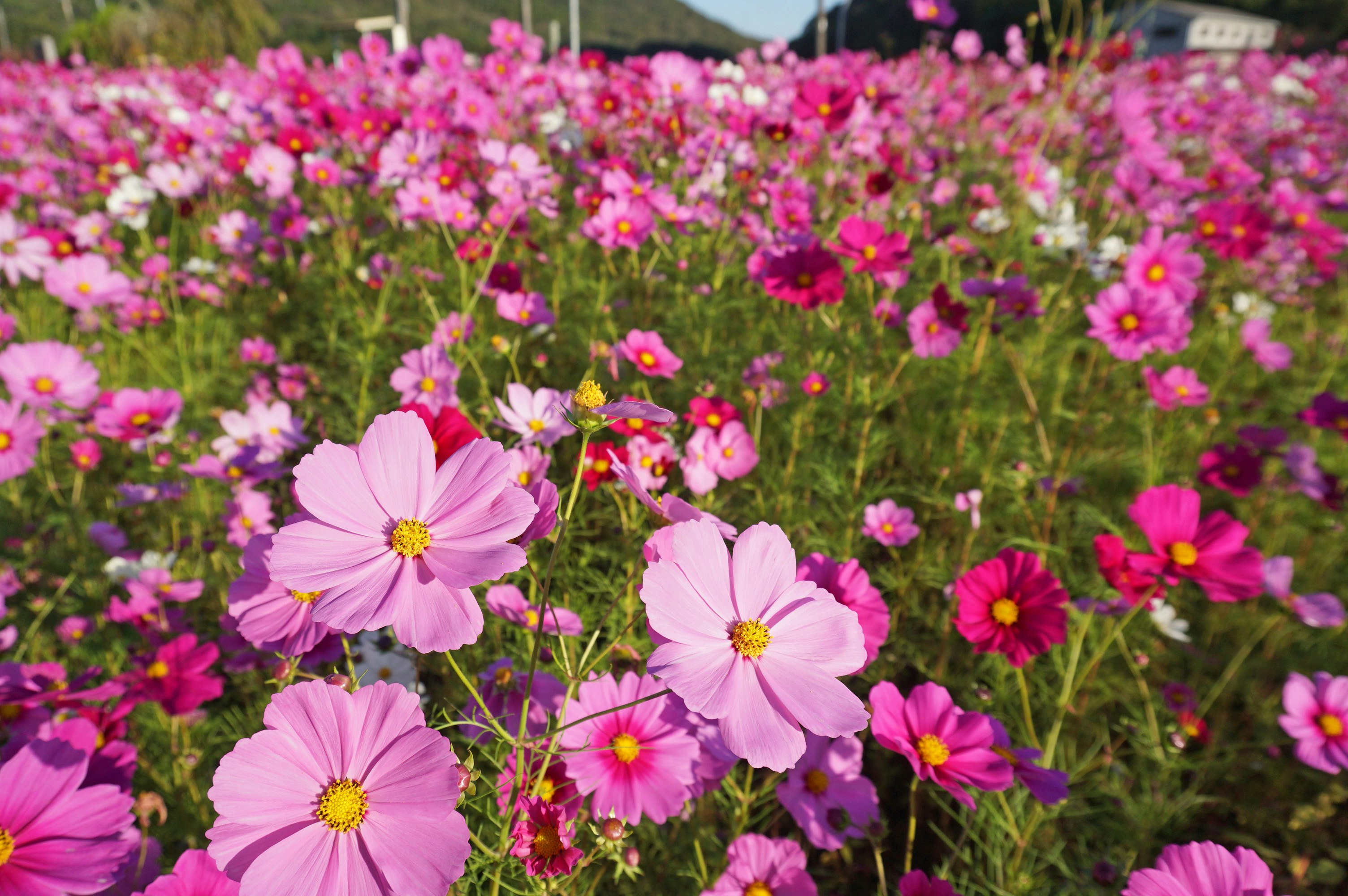 粉色格桑花盛開花田