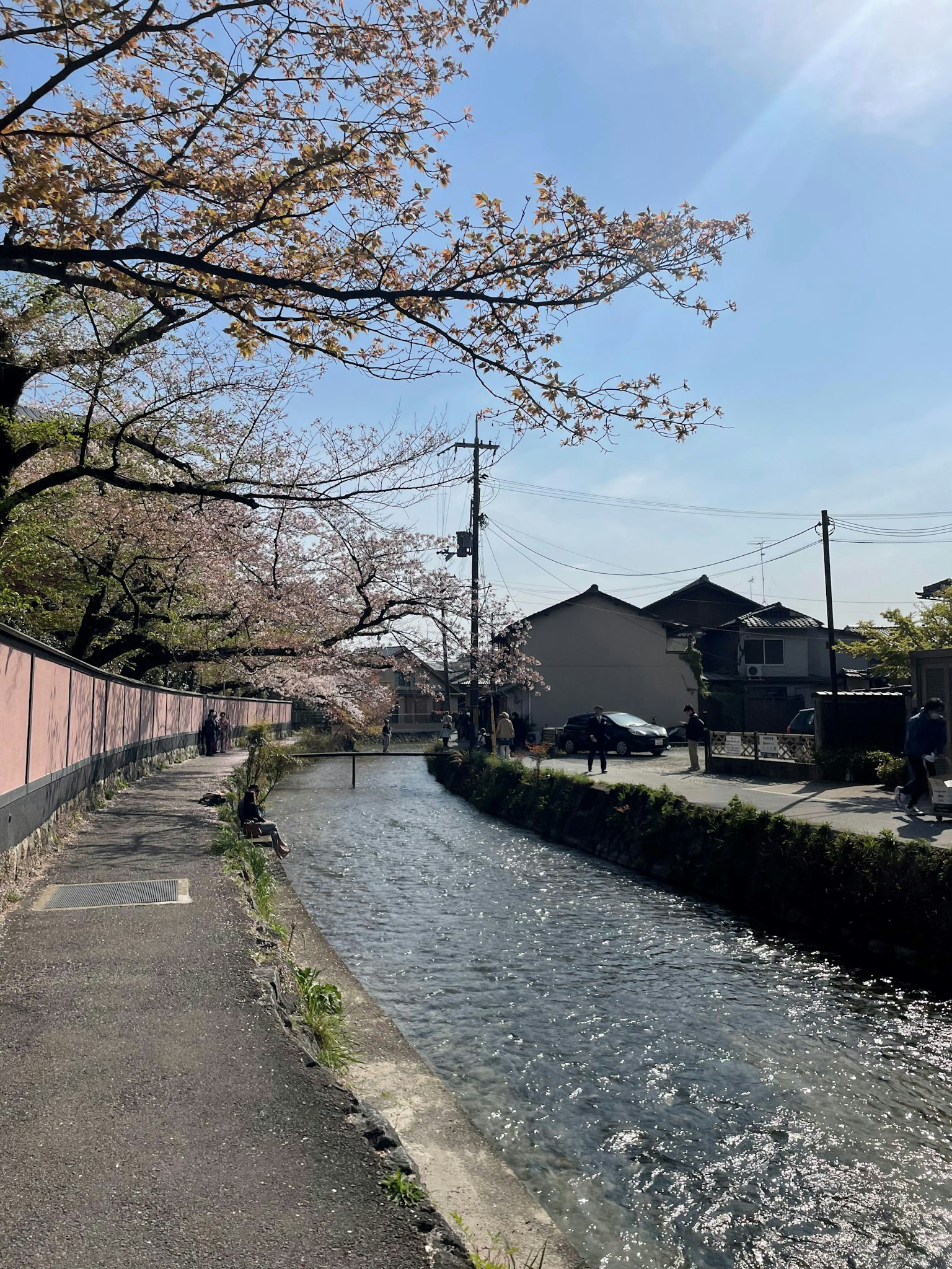 桜の木が並ぶ川沿いの道と青空の風景