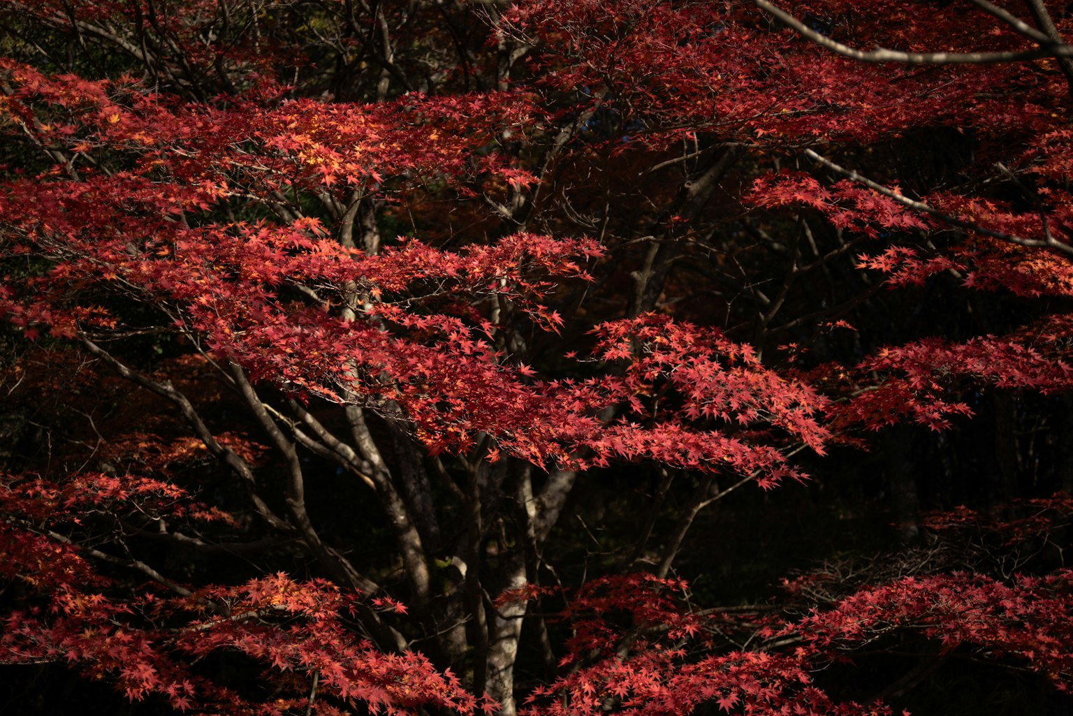 Una bella immagine di un albero con foglie rosse su sfondo scuro