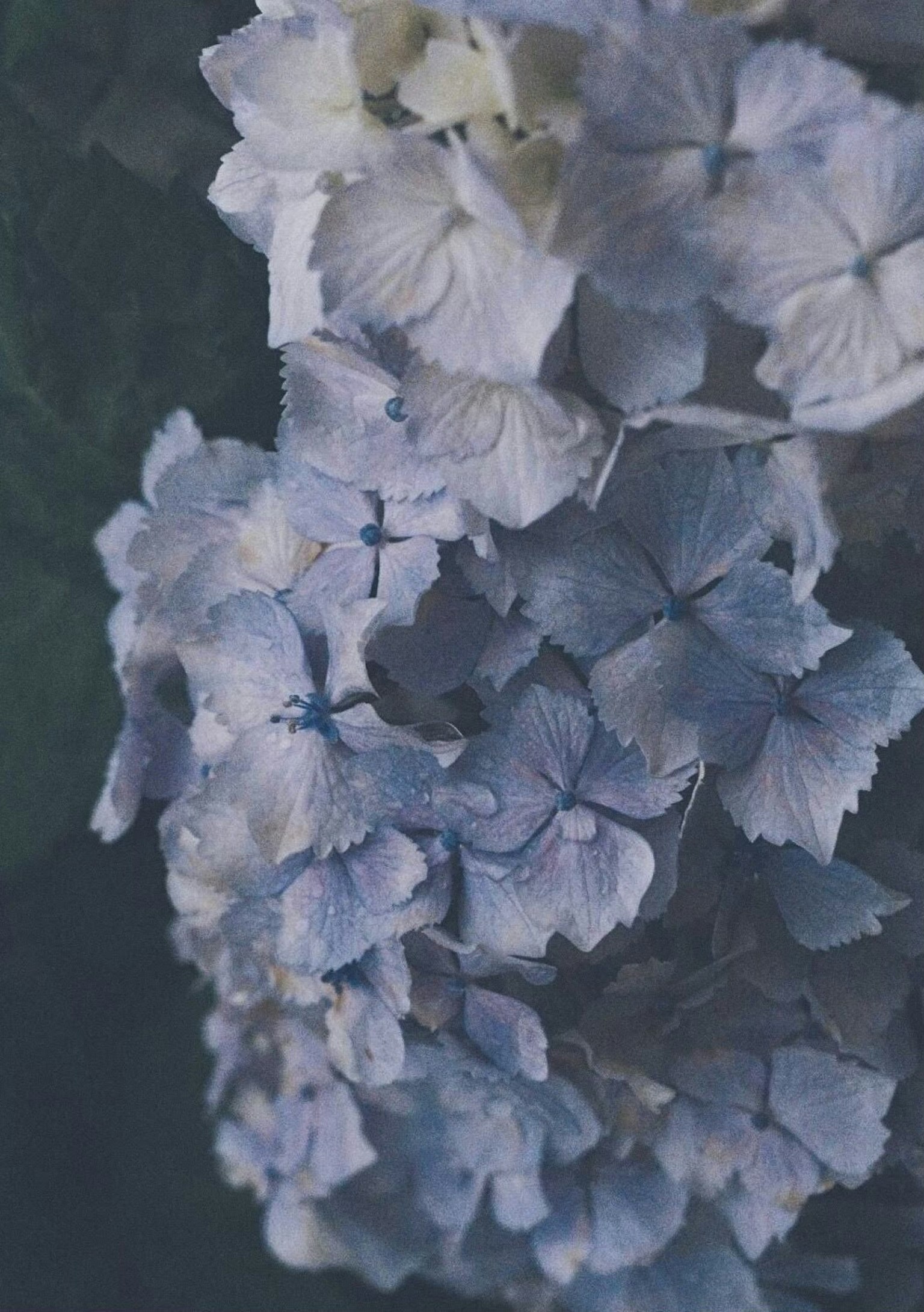 Ein schönes Bild von sanften blauen Hortensienblüten, die zusammengefasst sind