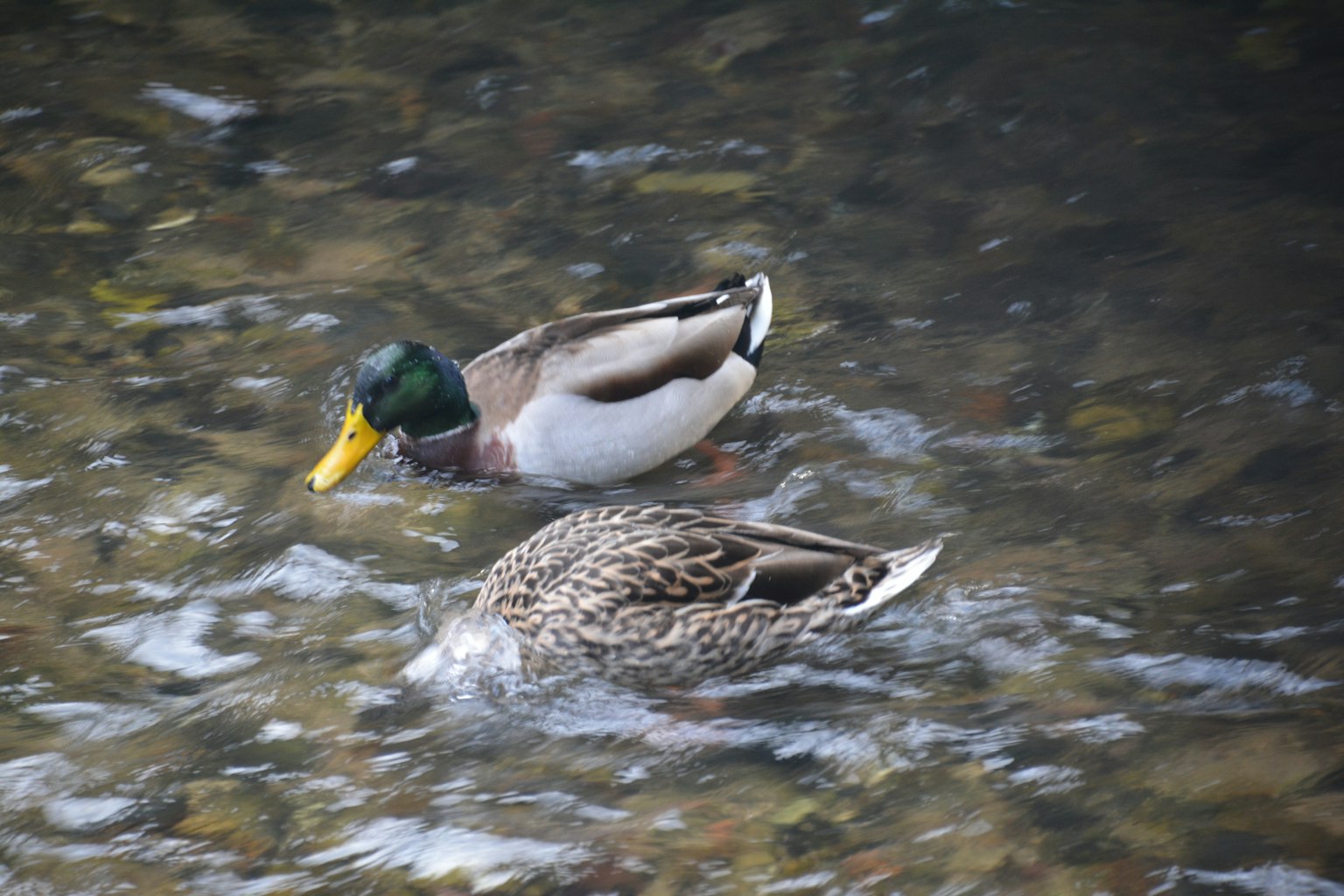 Männlicher und weiblicher Stockente schwimmen an der Wasseroberfläche