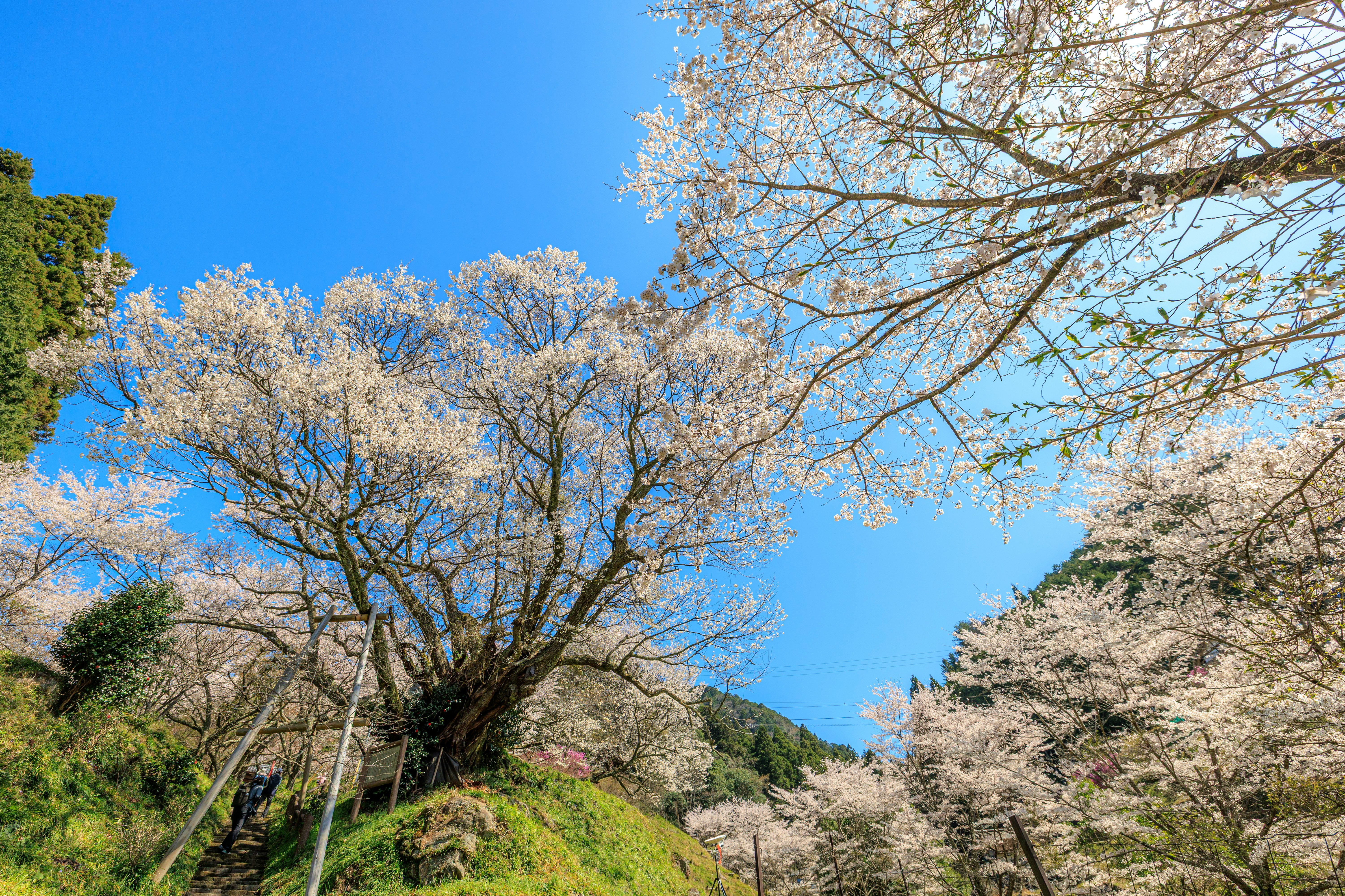 春の青空の下で咲く桜とツツジの並木