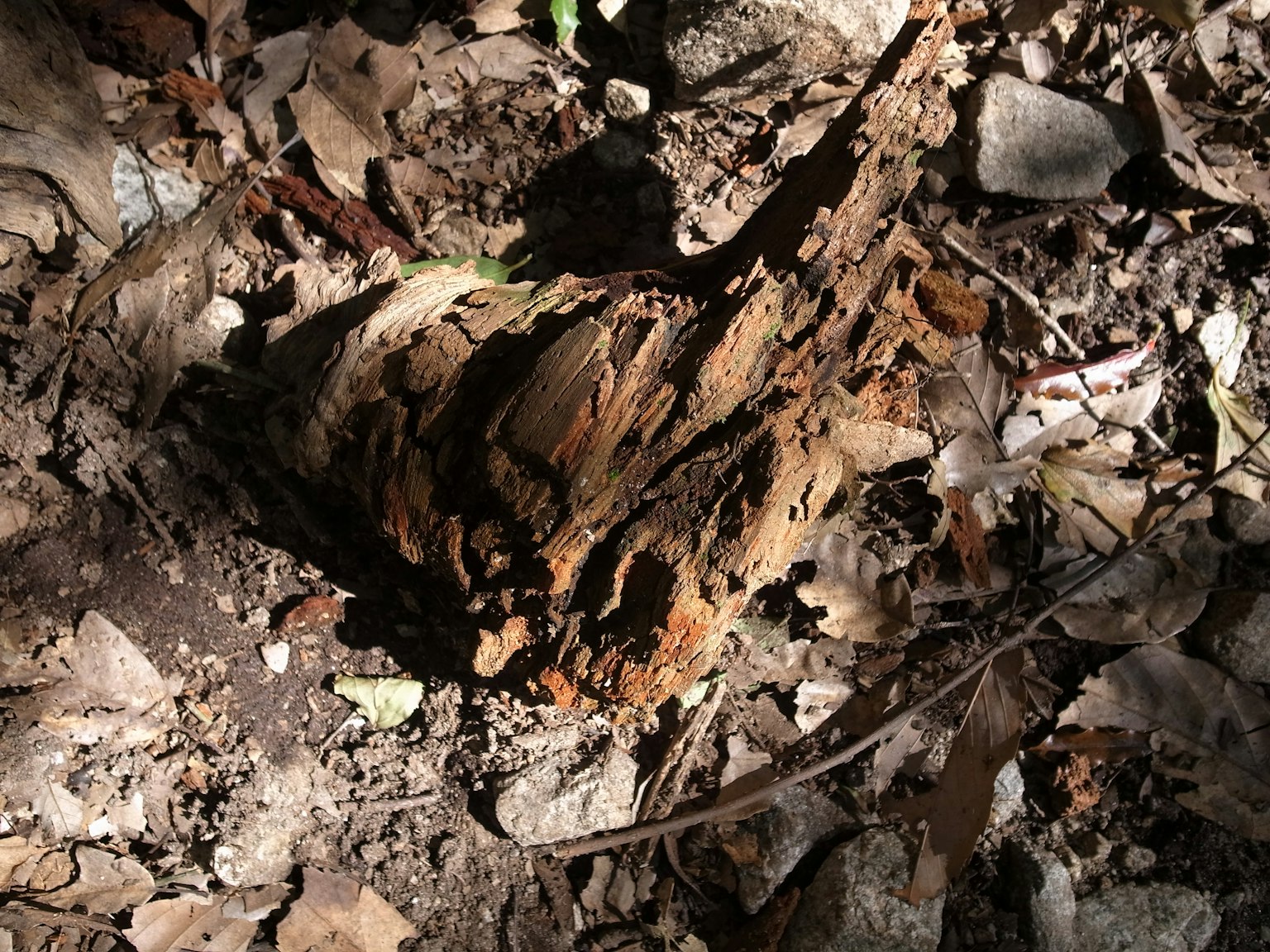Tronc pourri sur le sol de la forêt entouré de feuilles mortes