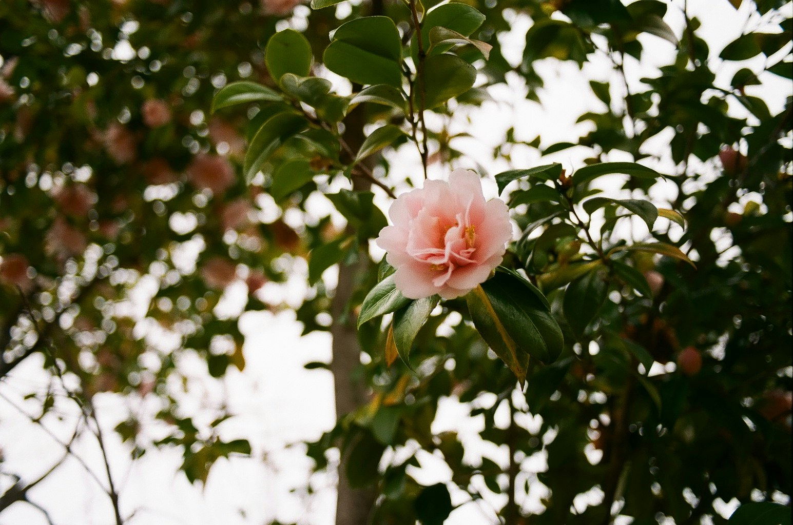 木陰で咲くピンクのバラの花