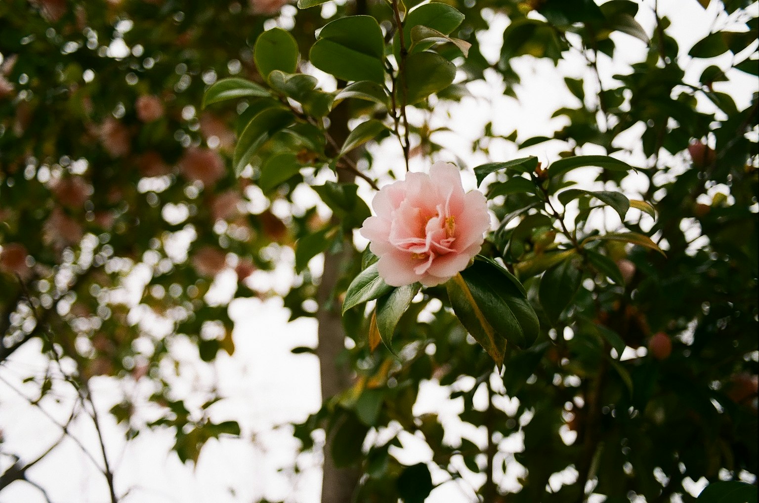 Close-up bunga pink mekar di cabang pohon