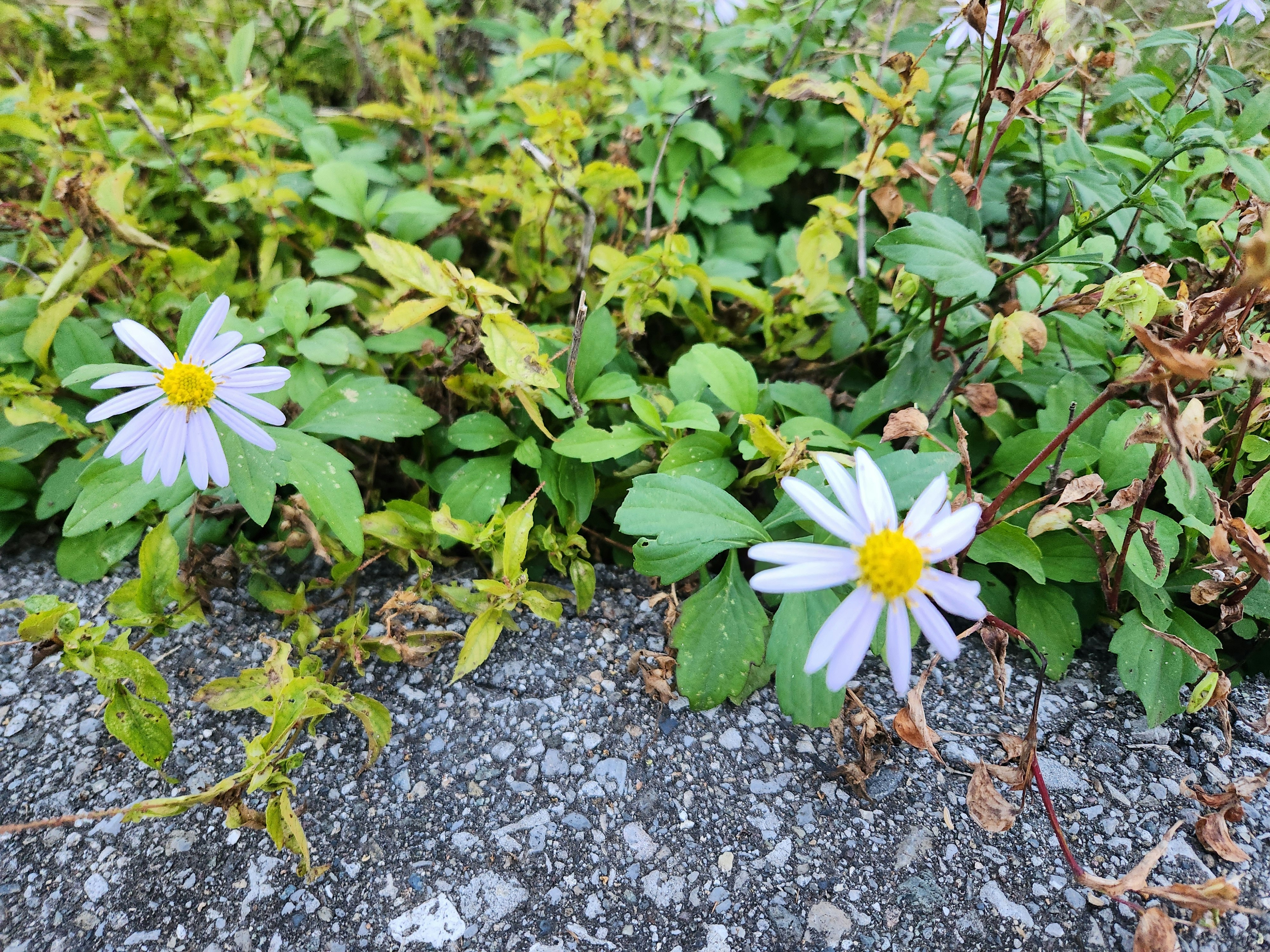 石缝间盛开的白色雏菊与绿色叶片