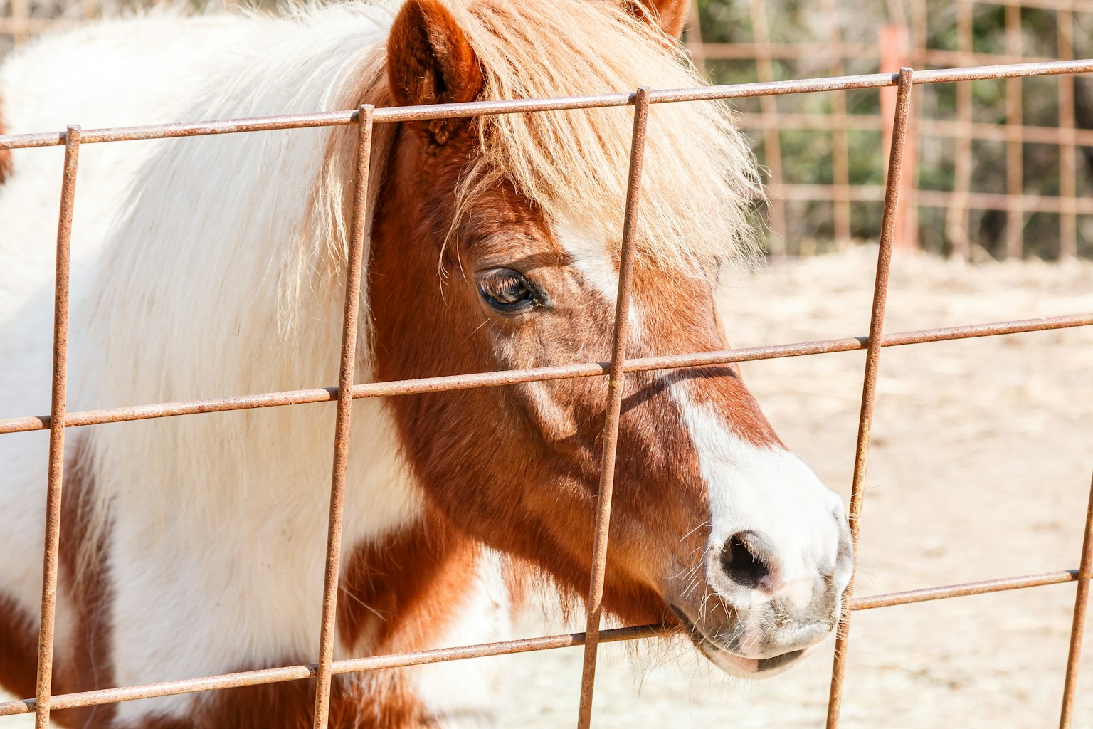 Un pequeño pony mirando a través de una cerca