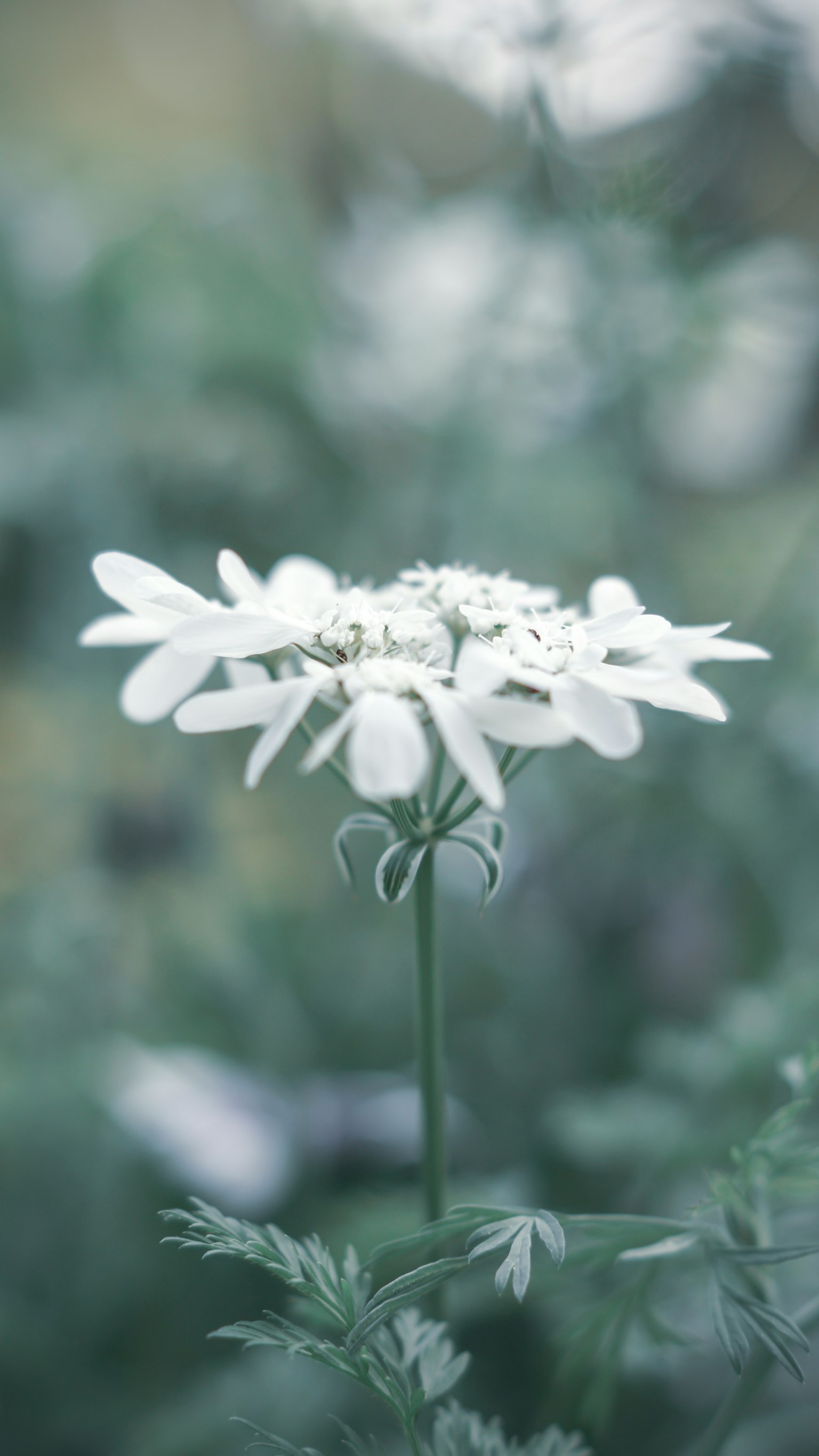 부드러운 녹색 배경에서 피어나는 흰 꽃