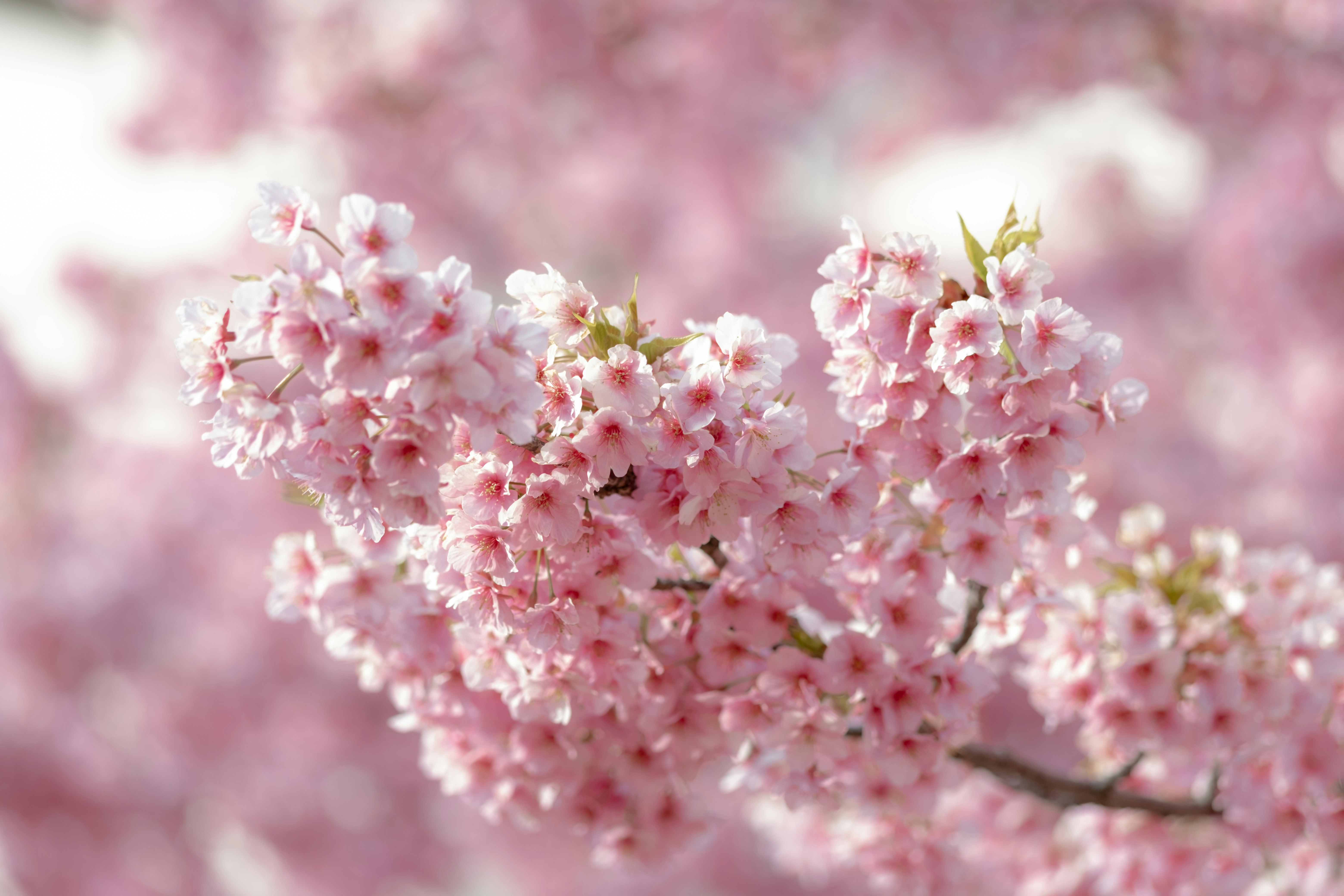 ピンクの桜の花が咲く枝と背景のぼけ