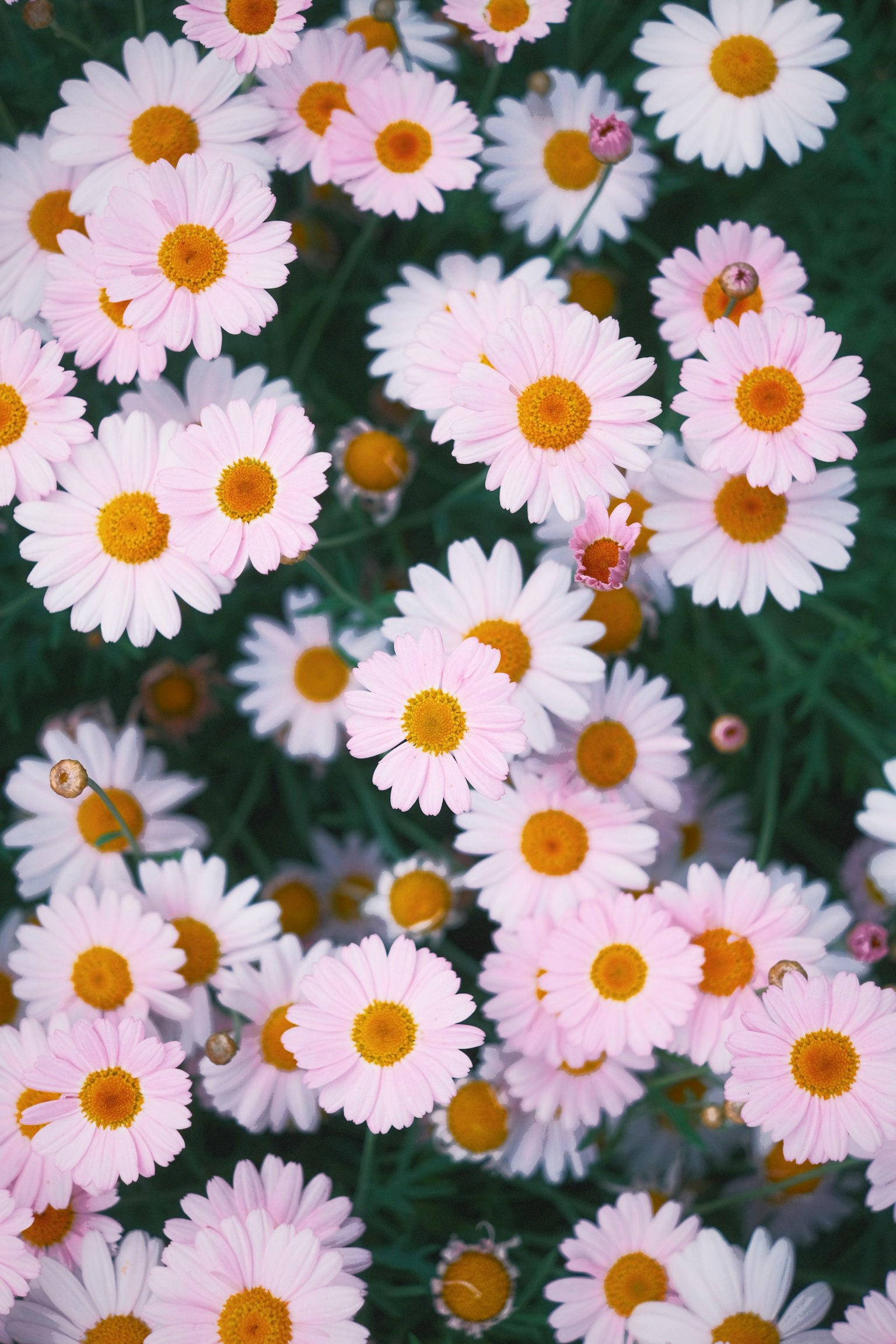A field of pink and white daisies in full bloom
