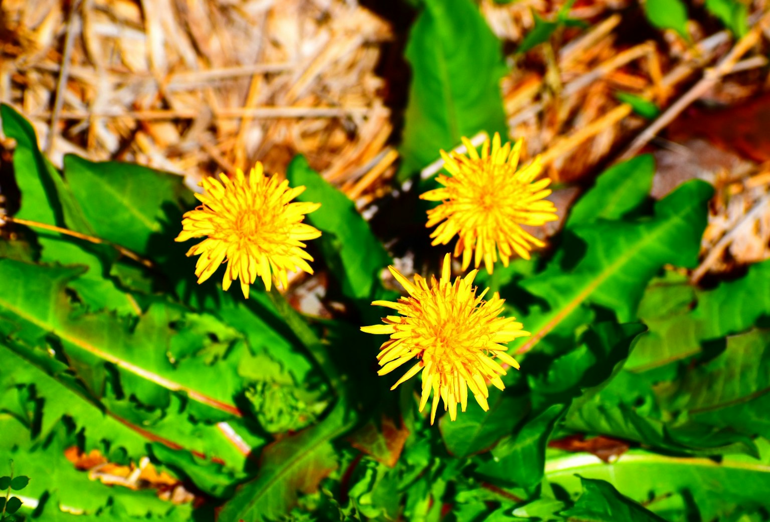 Tiga bunga dandelion kuning dikelilingi oleh daun hijau subur
