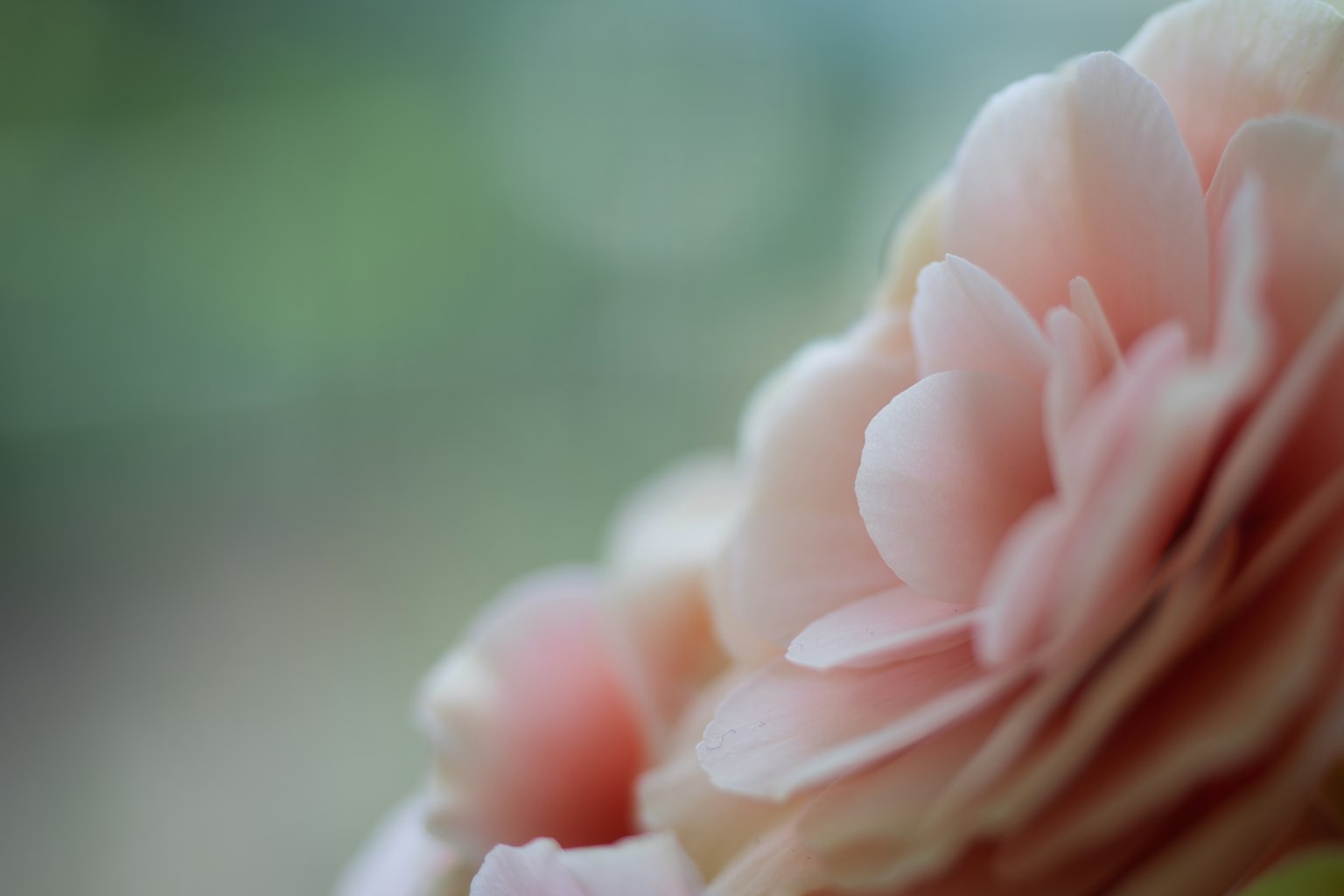 Acercamiento de pétalos de flores rosas suaves superpuestos hermosamente