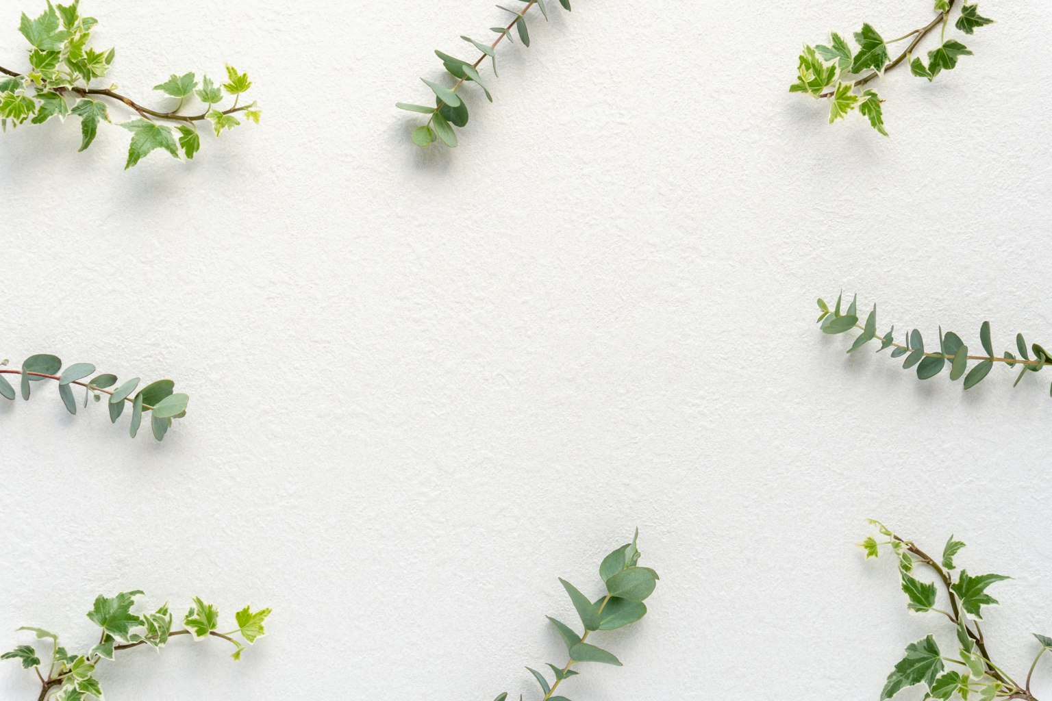 Arrangement de feuilles vertes et de tiges sur un fond blanc