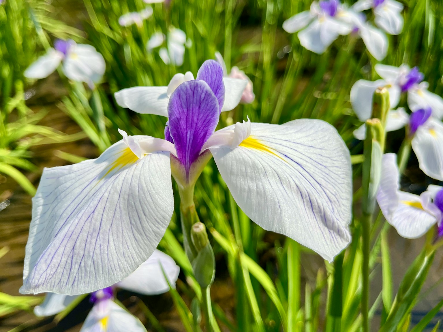 Fleur d'iris avec des pétales blancs et un centre violet fleurissant dans l'herbe verte