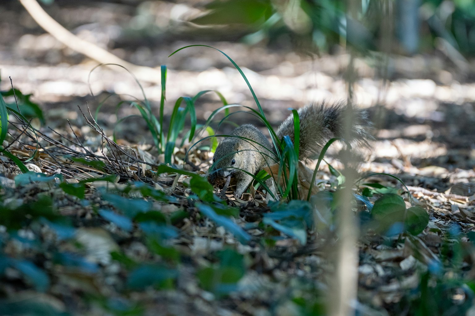 Hewan kecil di rumput di bawah pohon